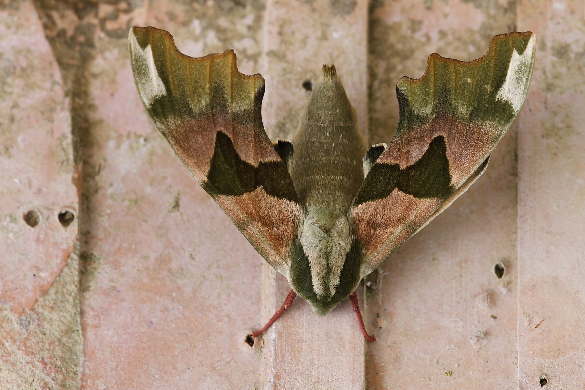Sfinge del Tiglio Mimas tiliae