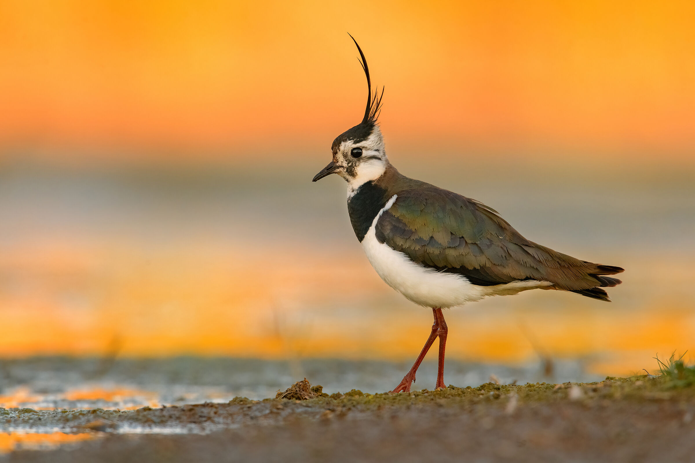Lapwing