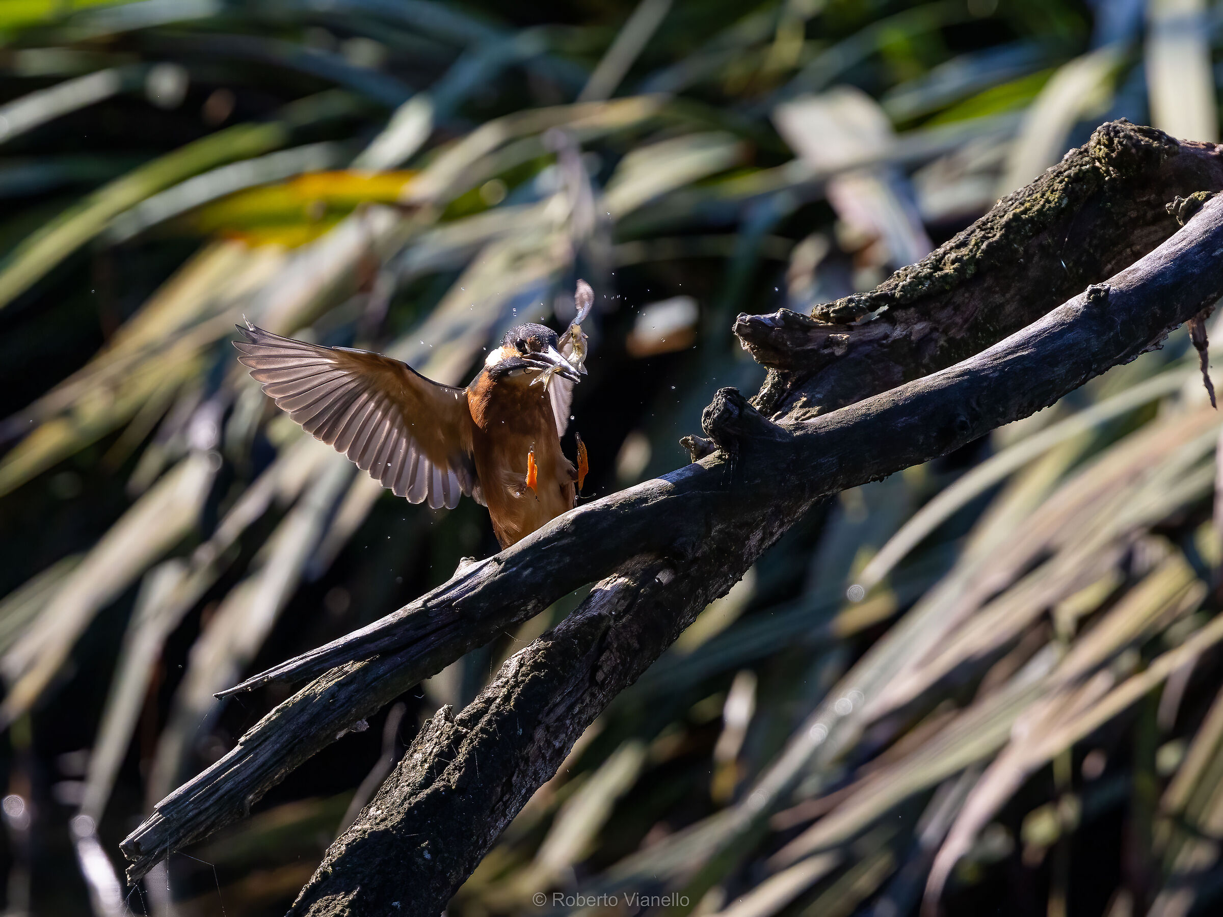 Martin pescatore (Alcedo atthis)