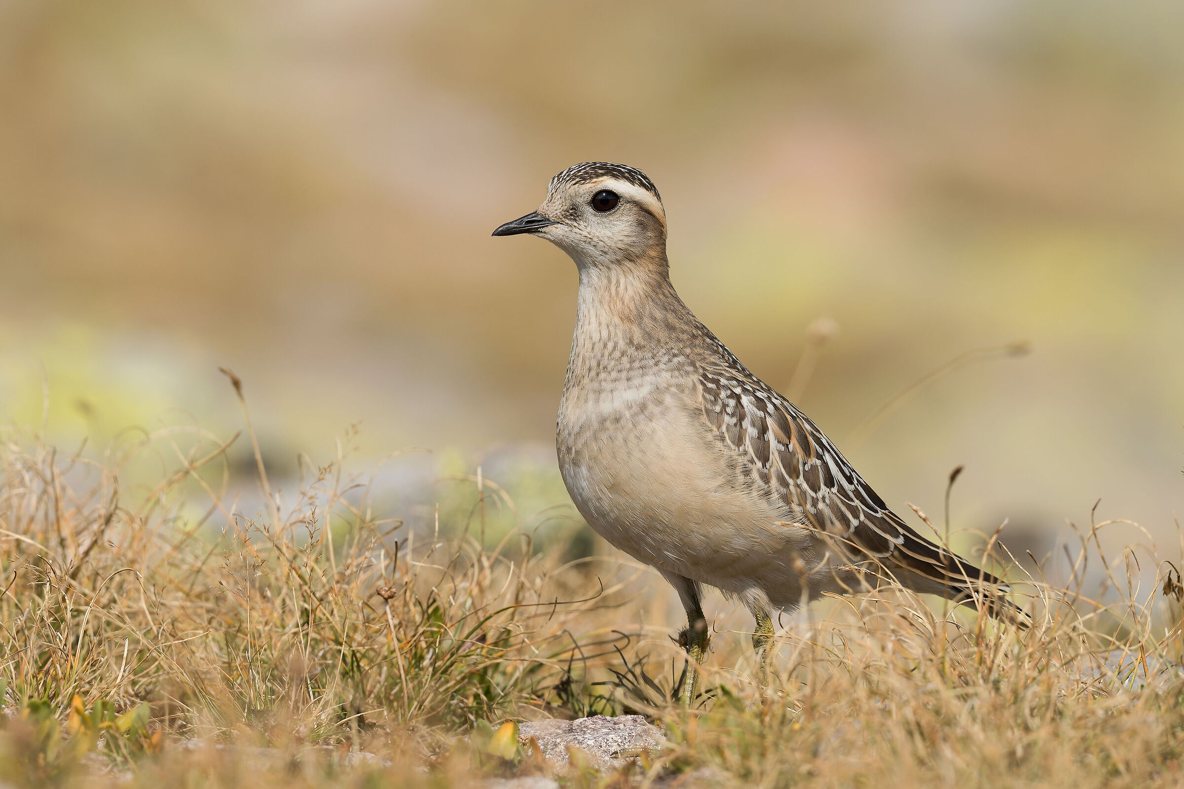 Tortolino plover
