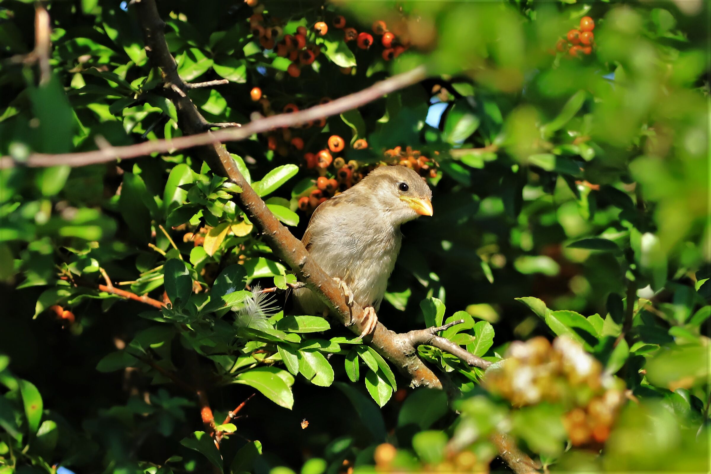 Passero