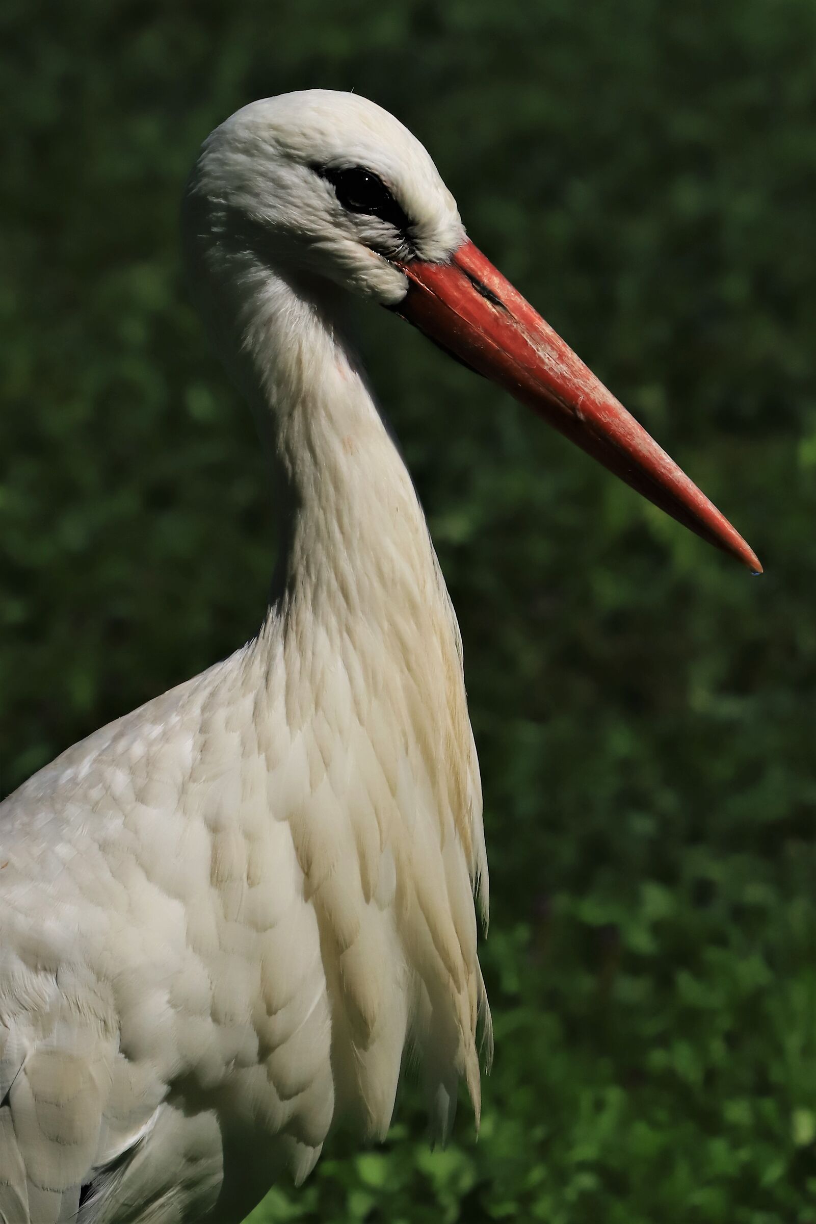 Ritratto di Cicogna