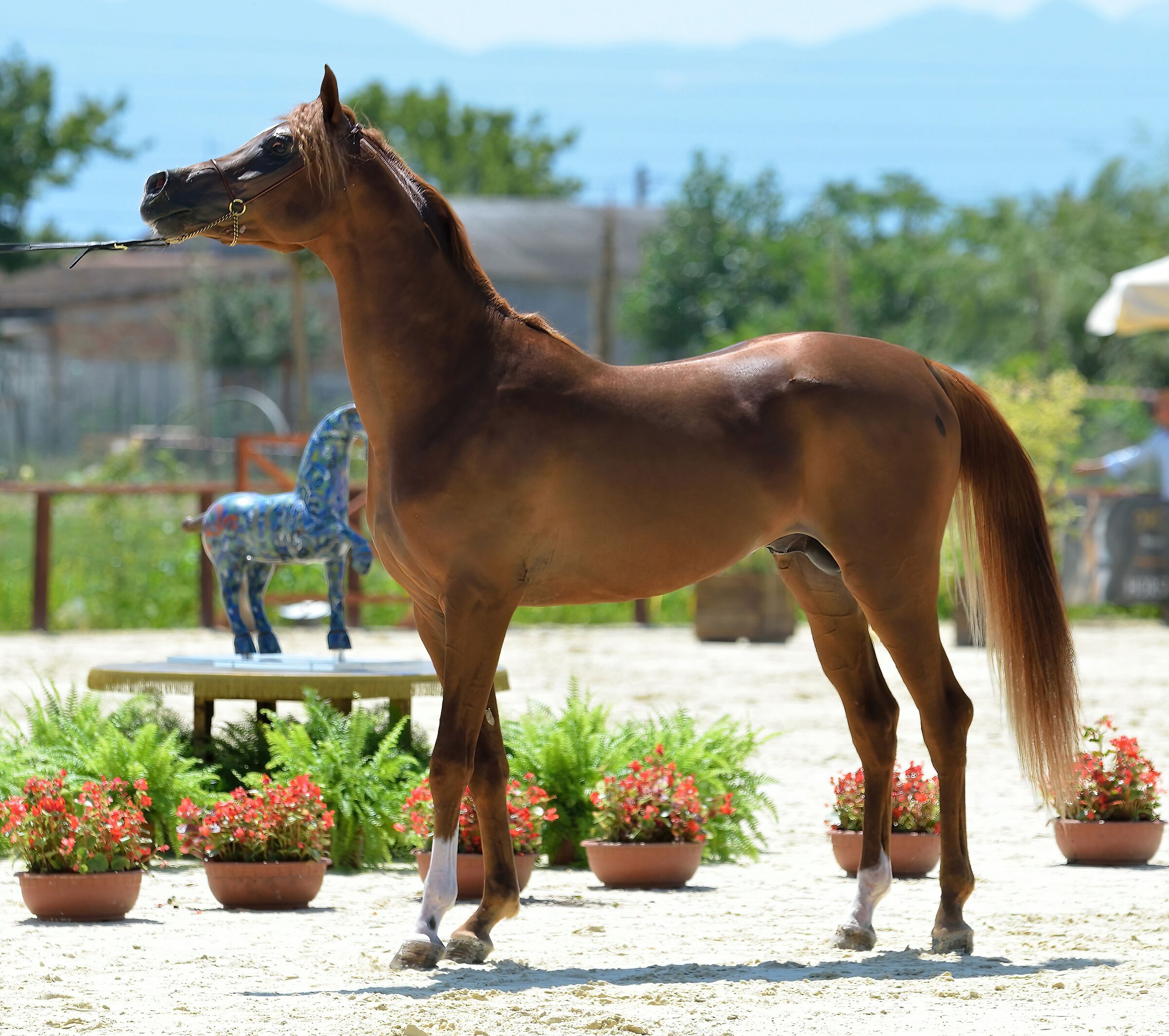 Arabian horse