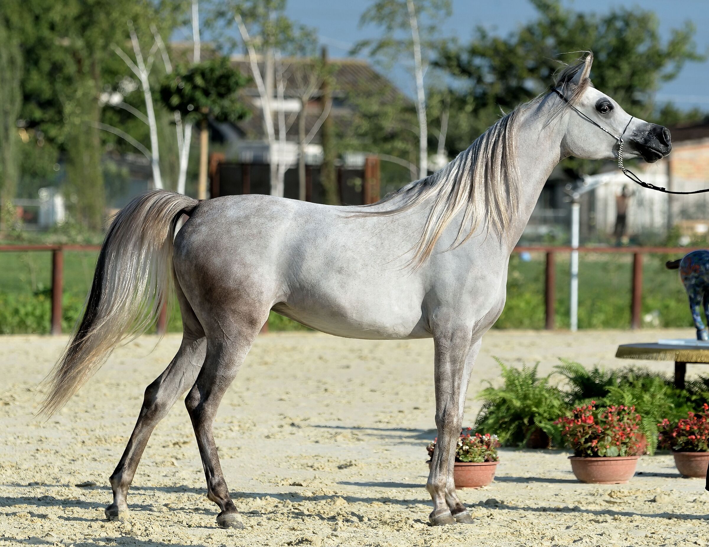 Arabian horse