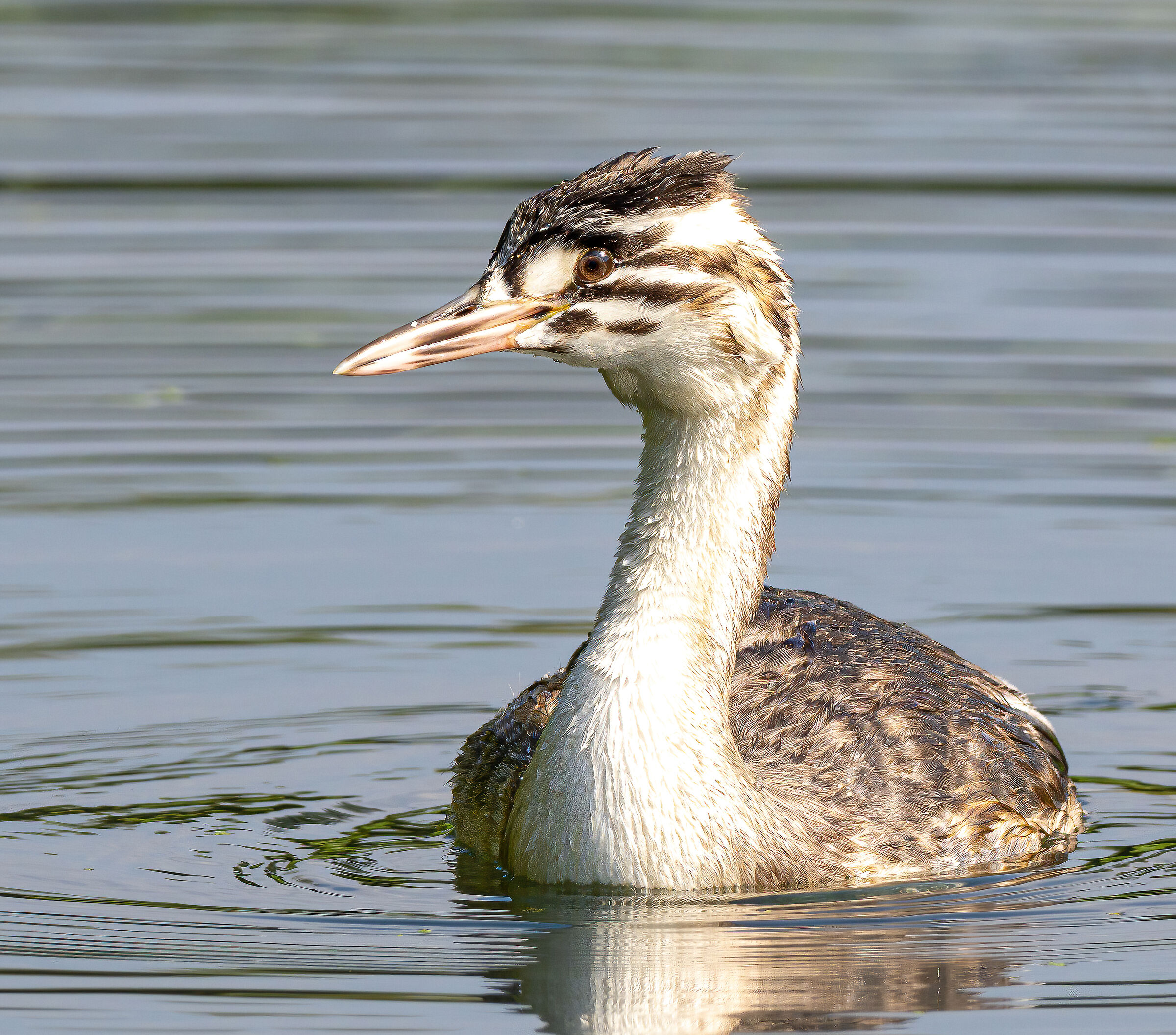 Great grebe (juv.)