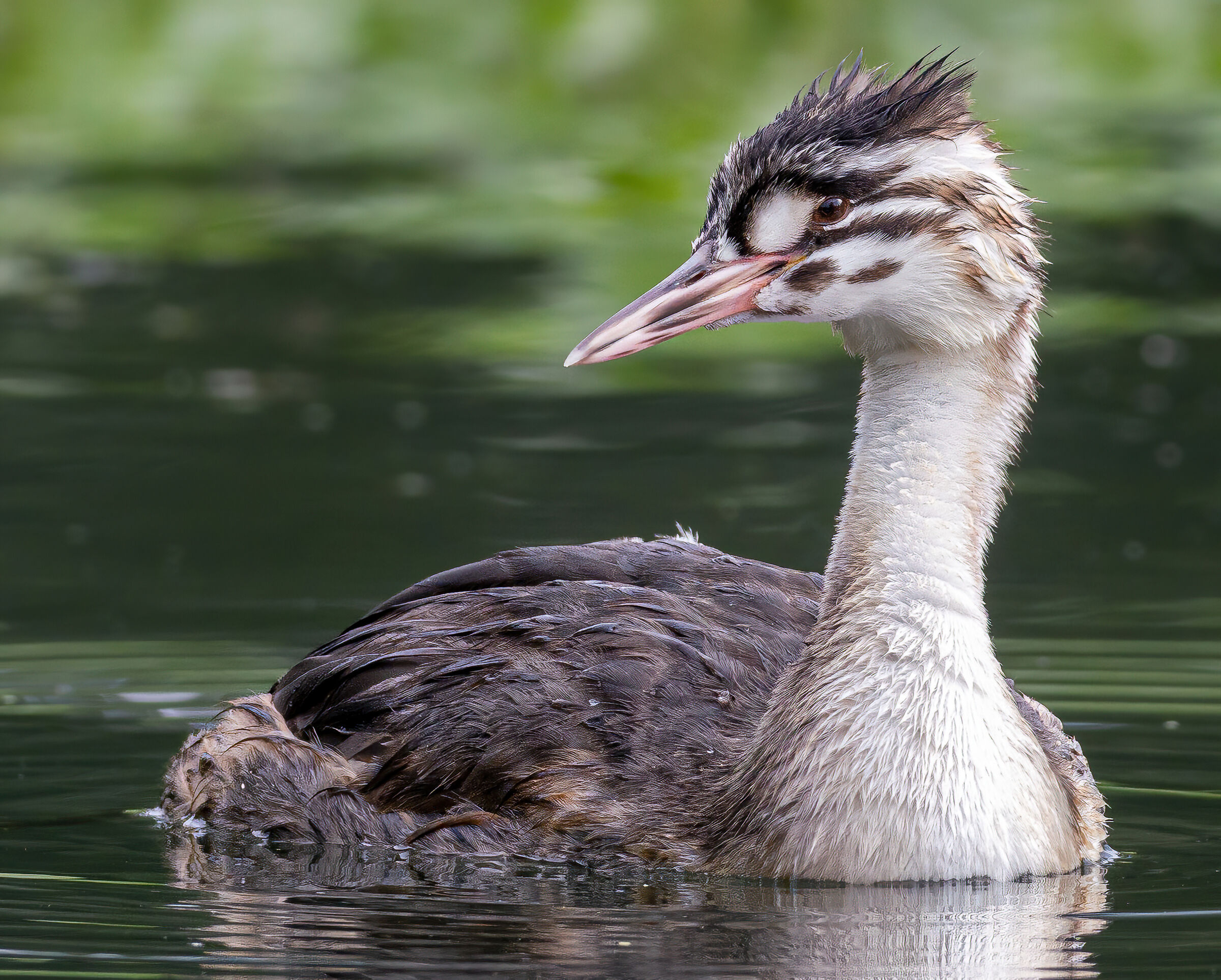 Great grebe (juv.)