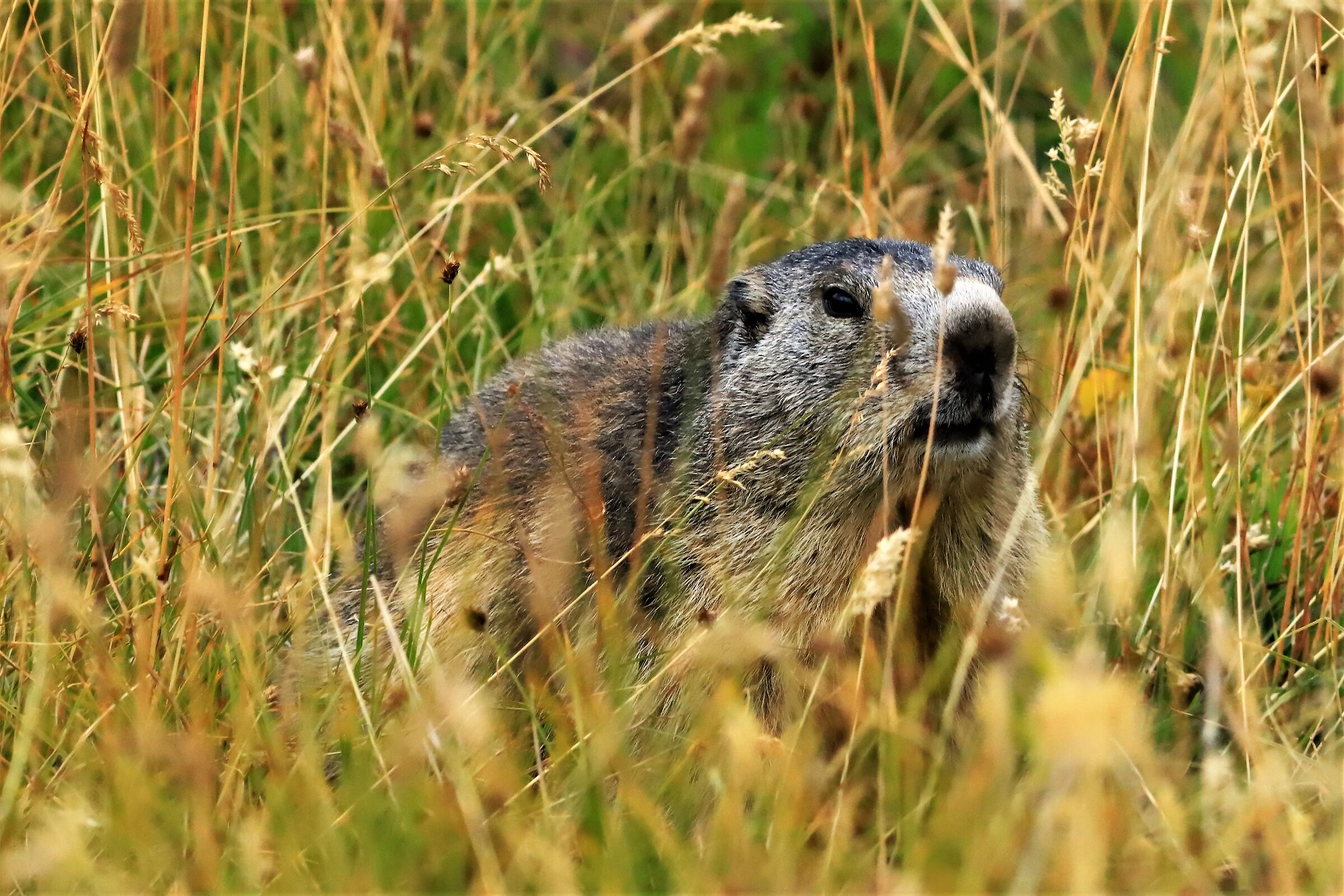 Marmotta