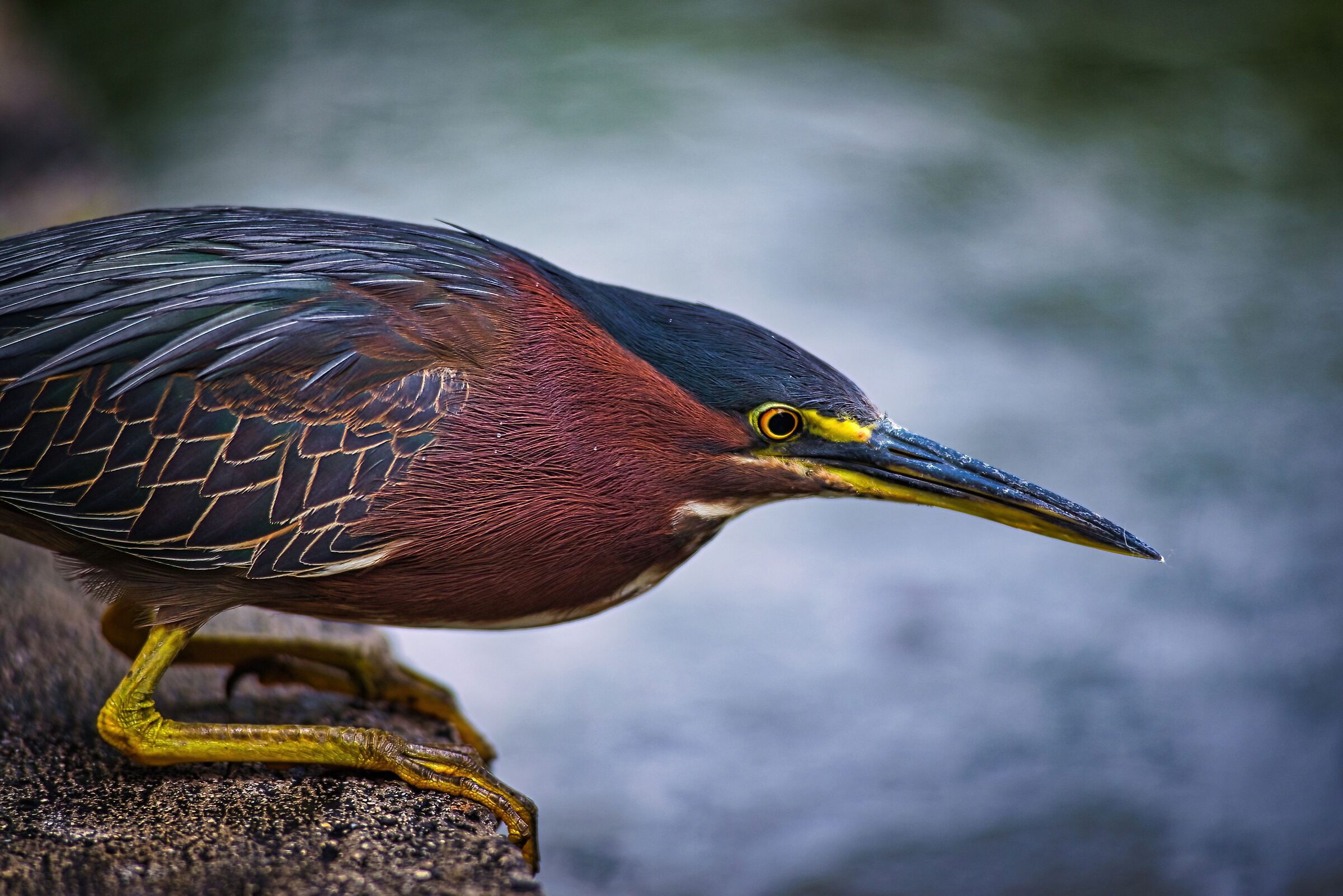 Green Heron