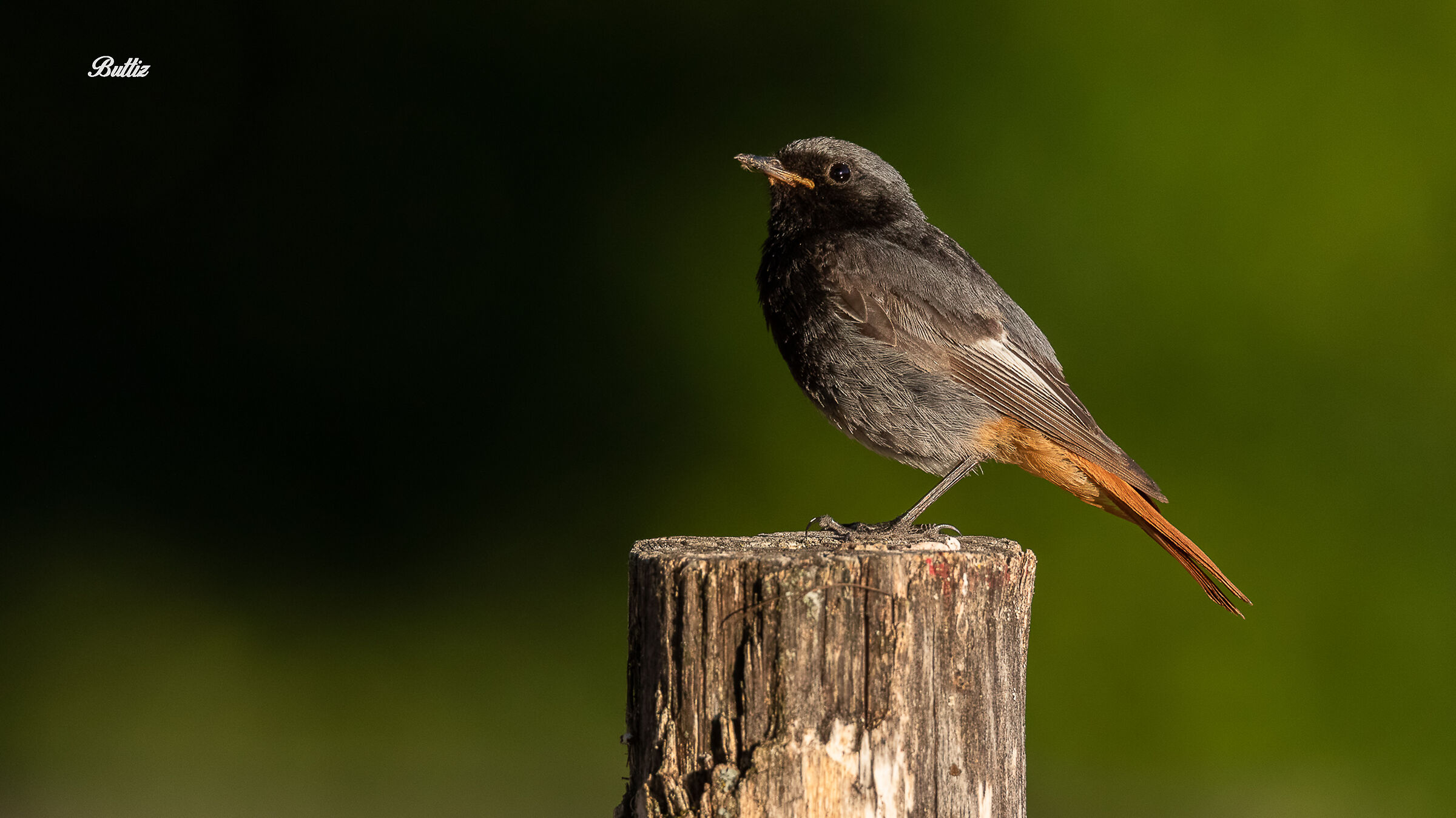 Codirosso Spazzacamino M