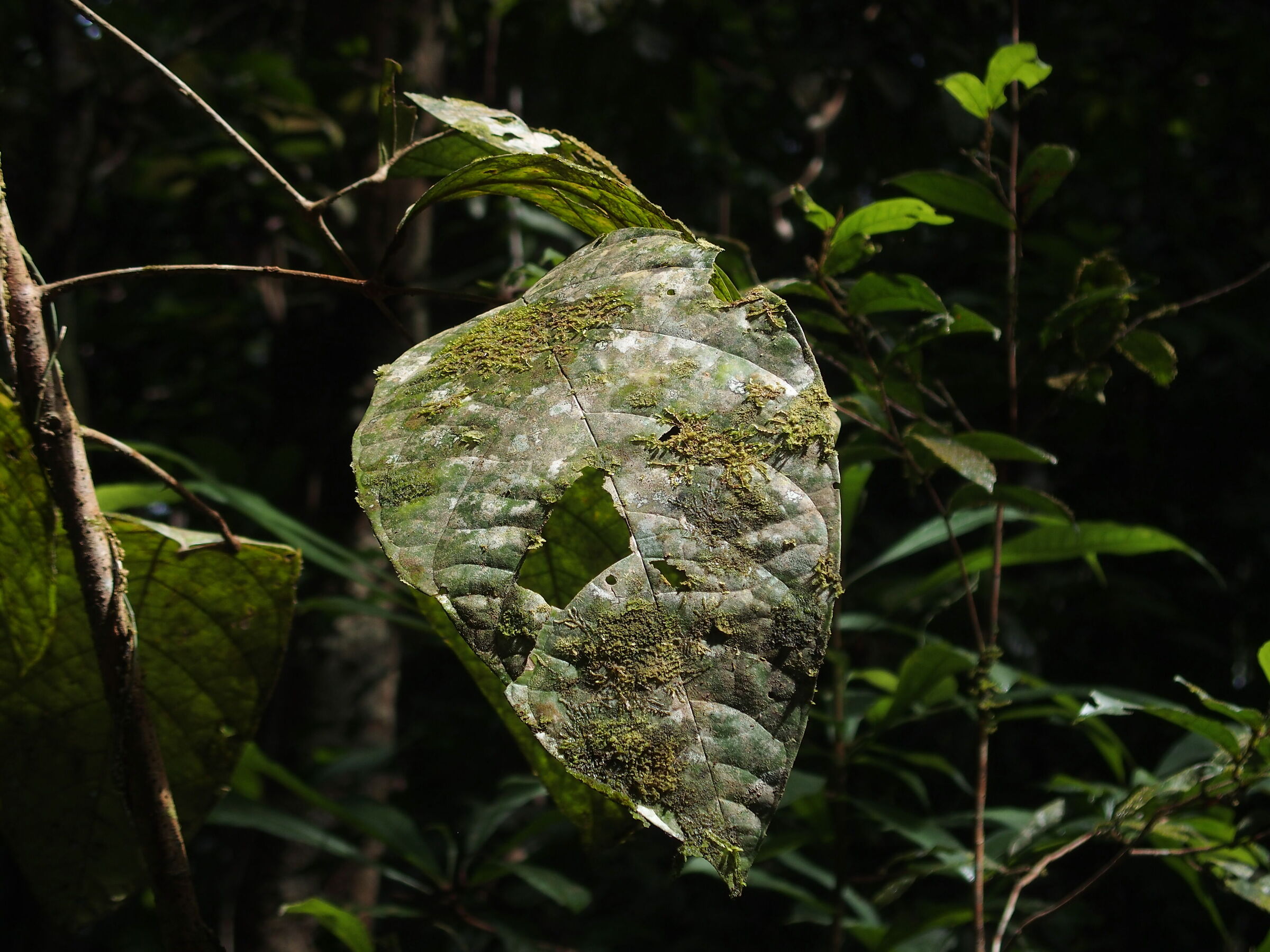 Foglia nella foresta Amazzonica