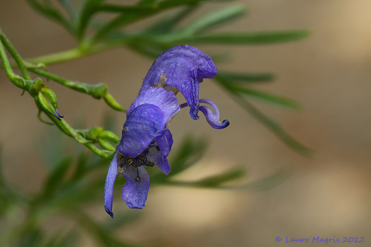 Aconitum Tauricum
