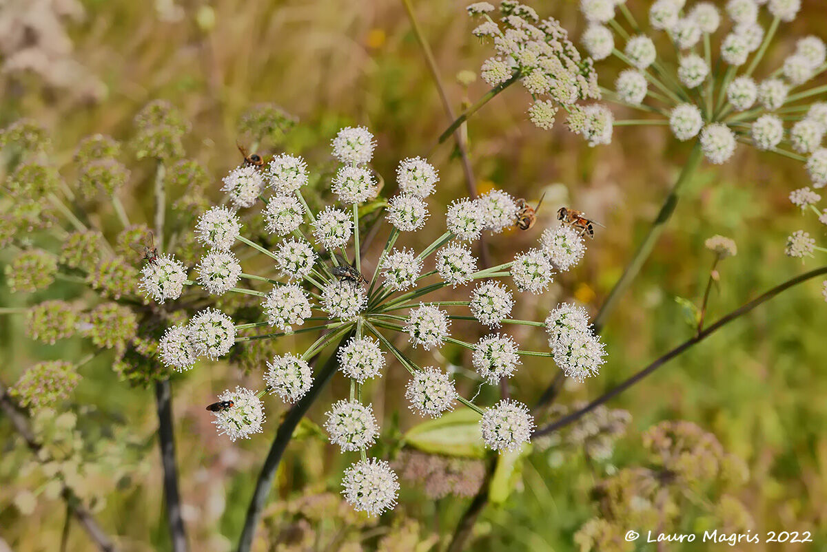 The carousel of insects