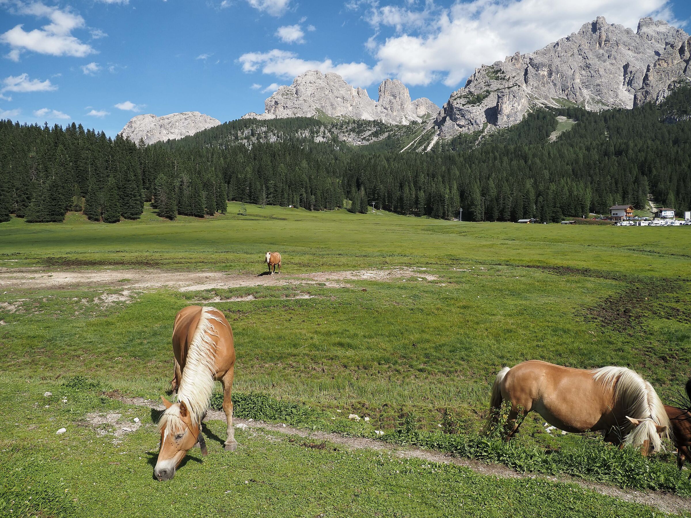 Horses in Misurina
