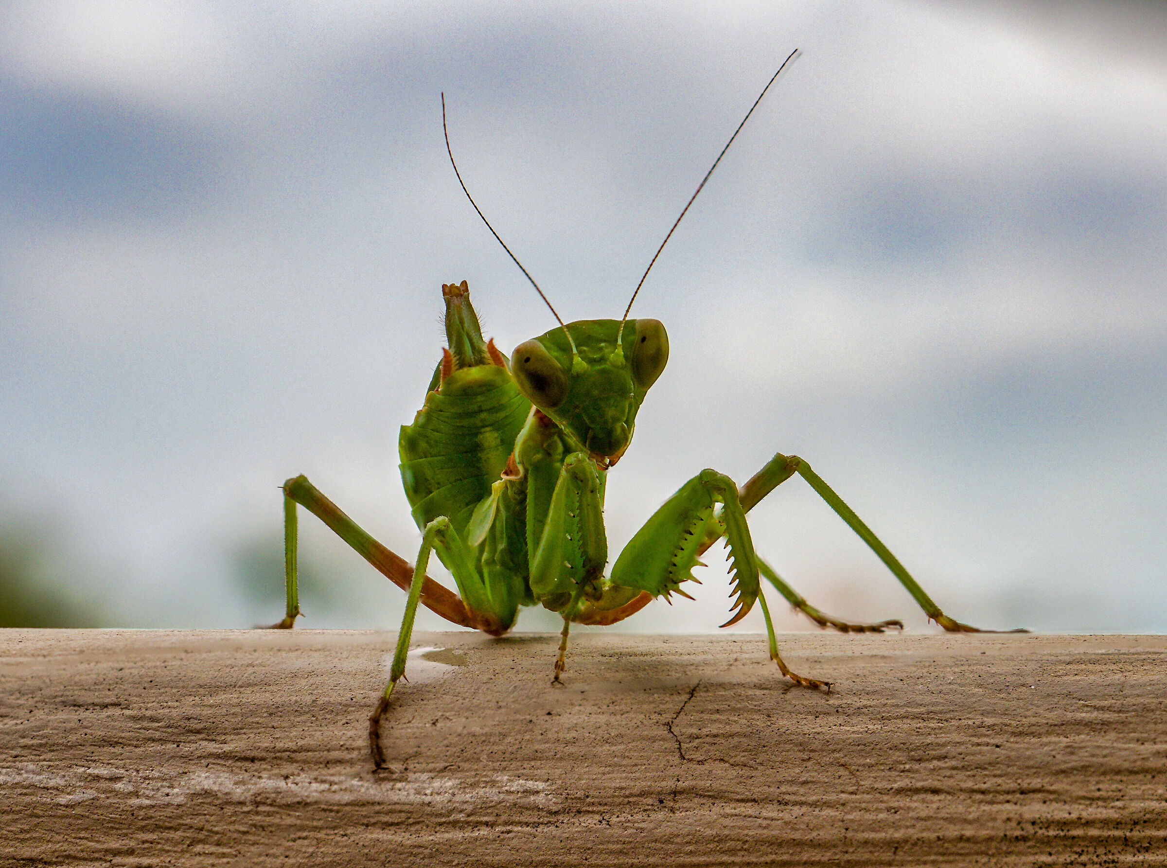 Mantide nana Europea