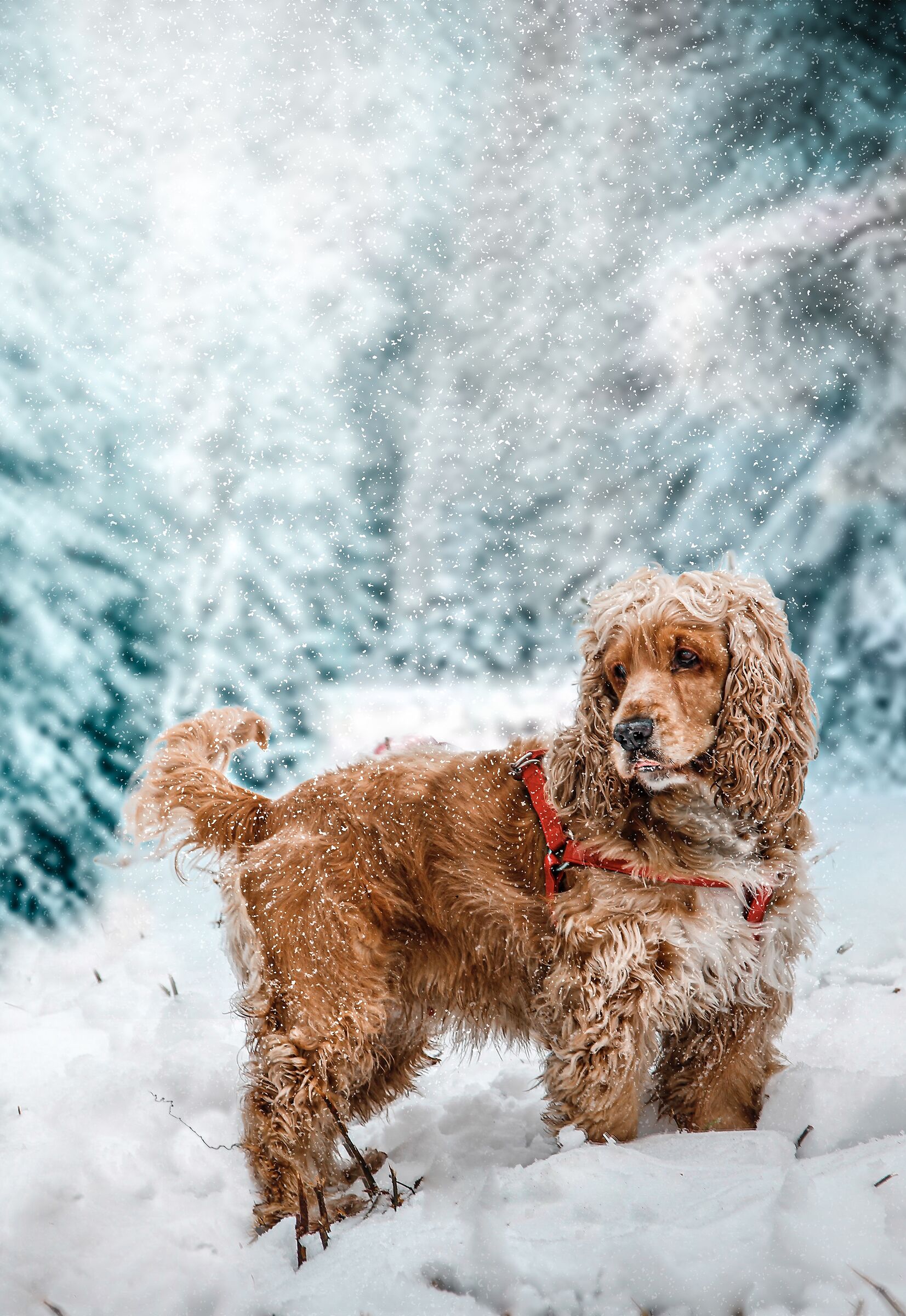 The Snow Queen