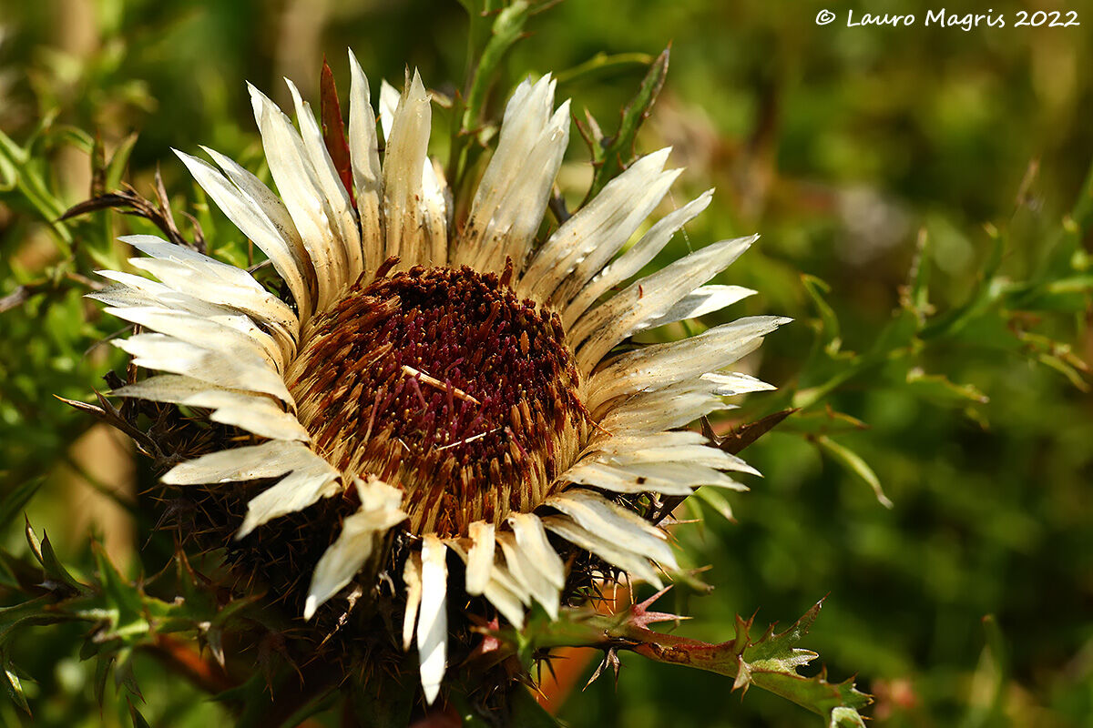 Carlina bianca (Carlina acaulis)