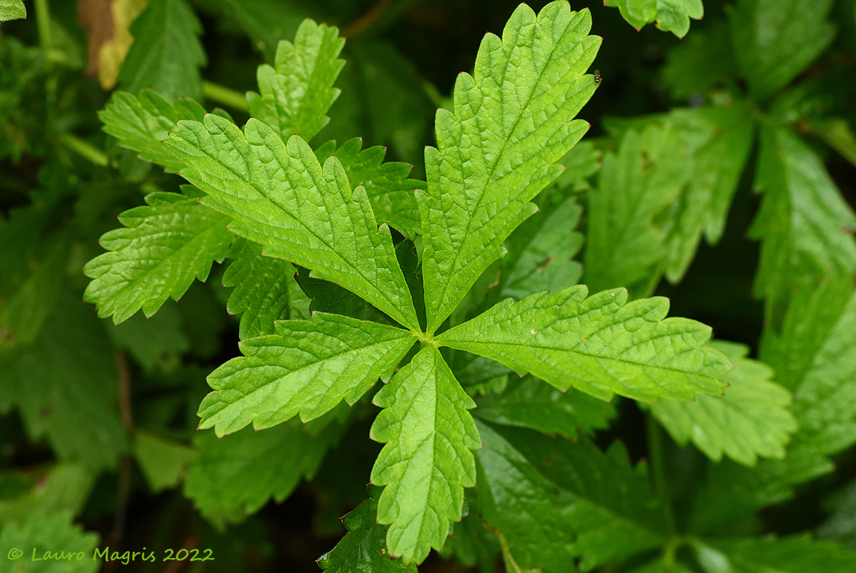 Cinquefoglia comune (Potentilla reptans)