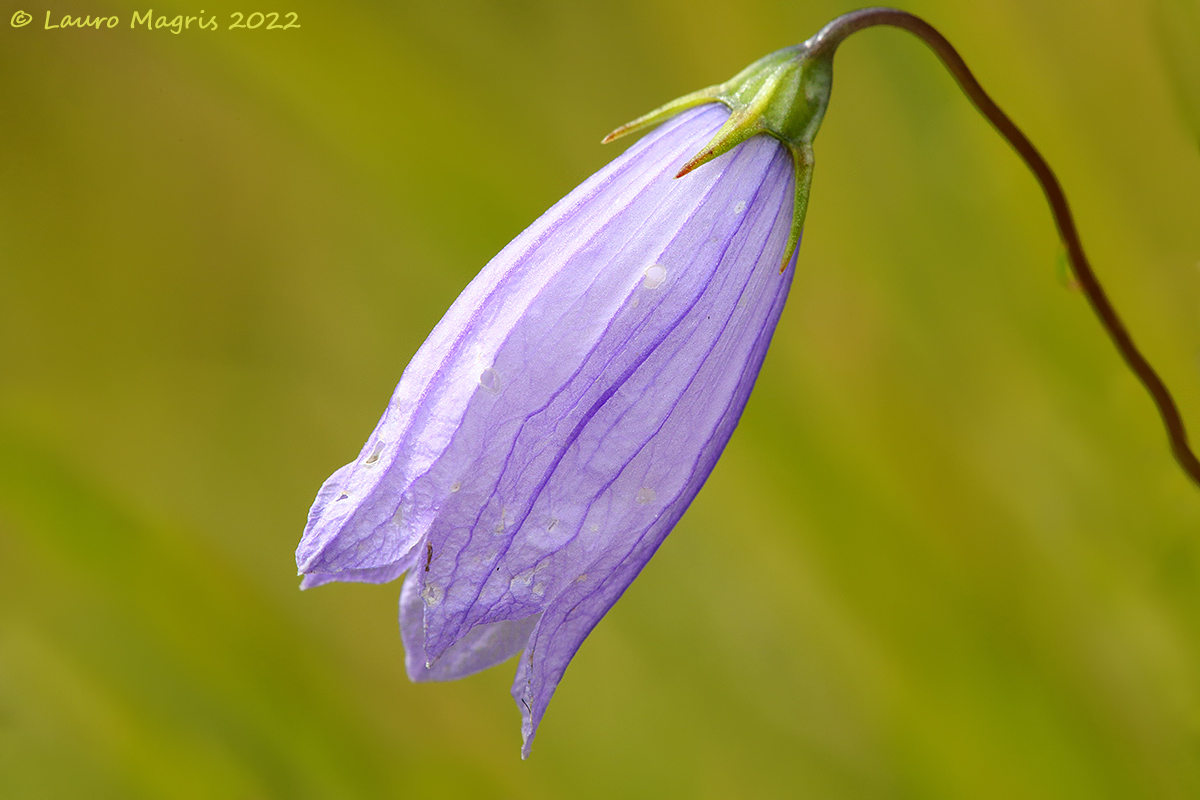 Campanula cespugliosa