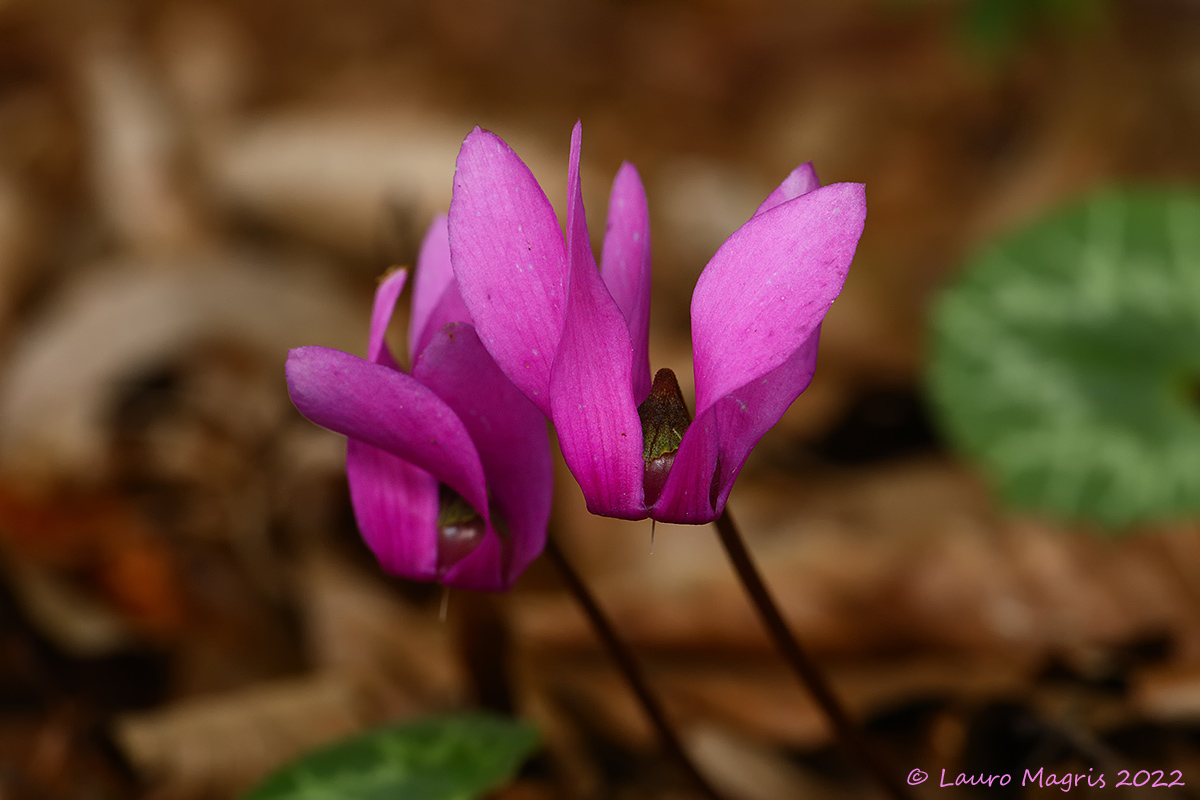 Ciclamino delle Alpi