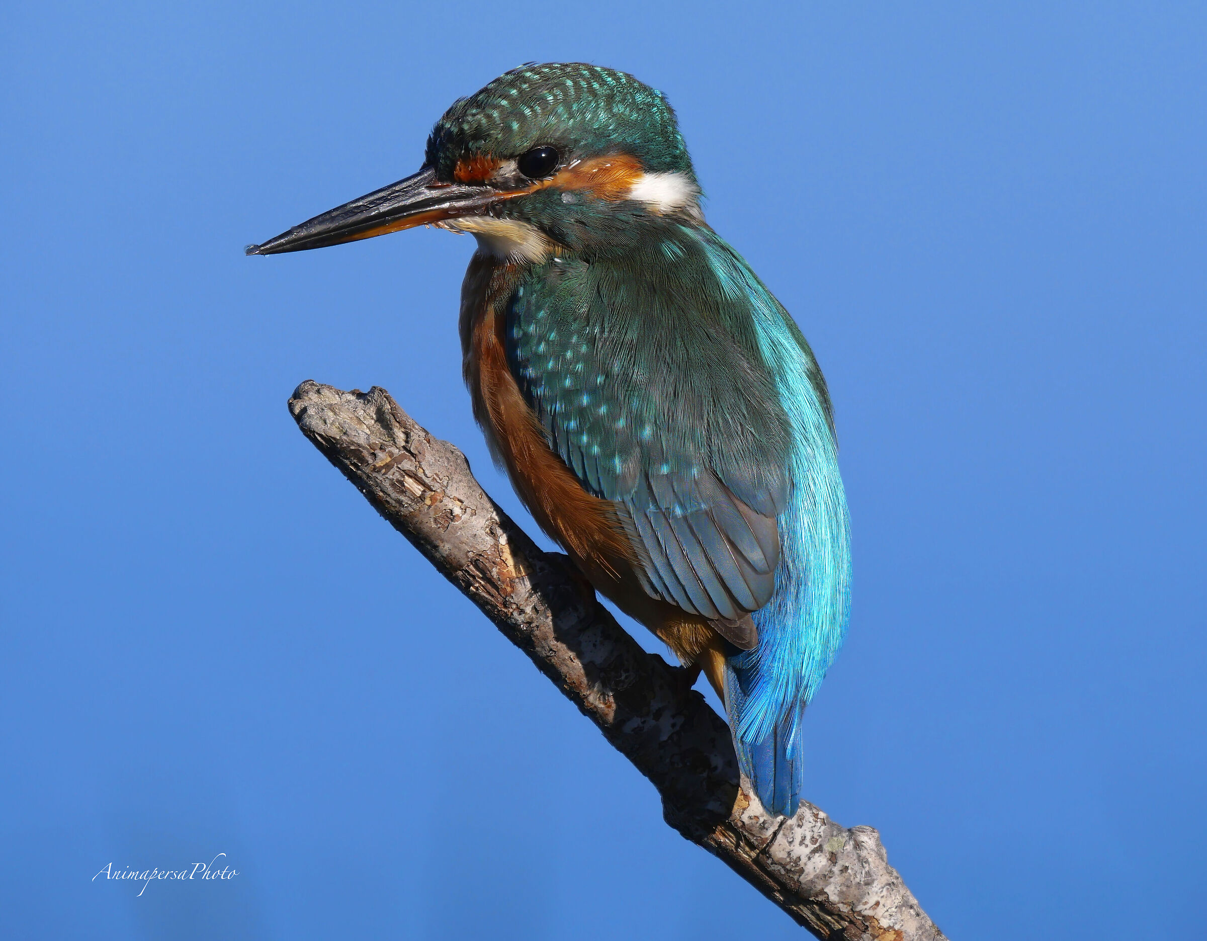 Martin pescatore a Massaciuccoli