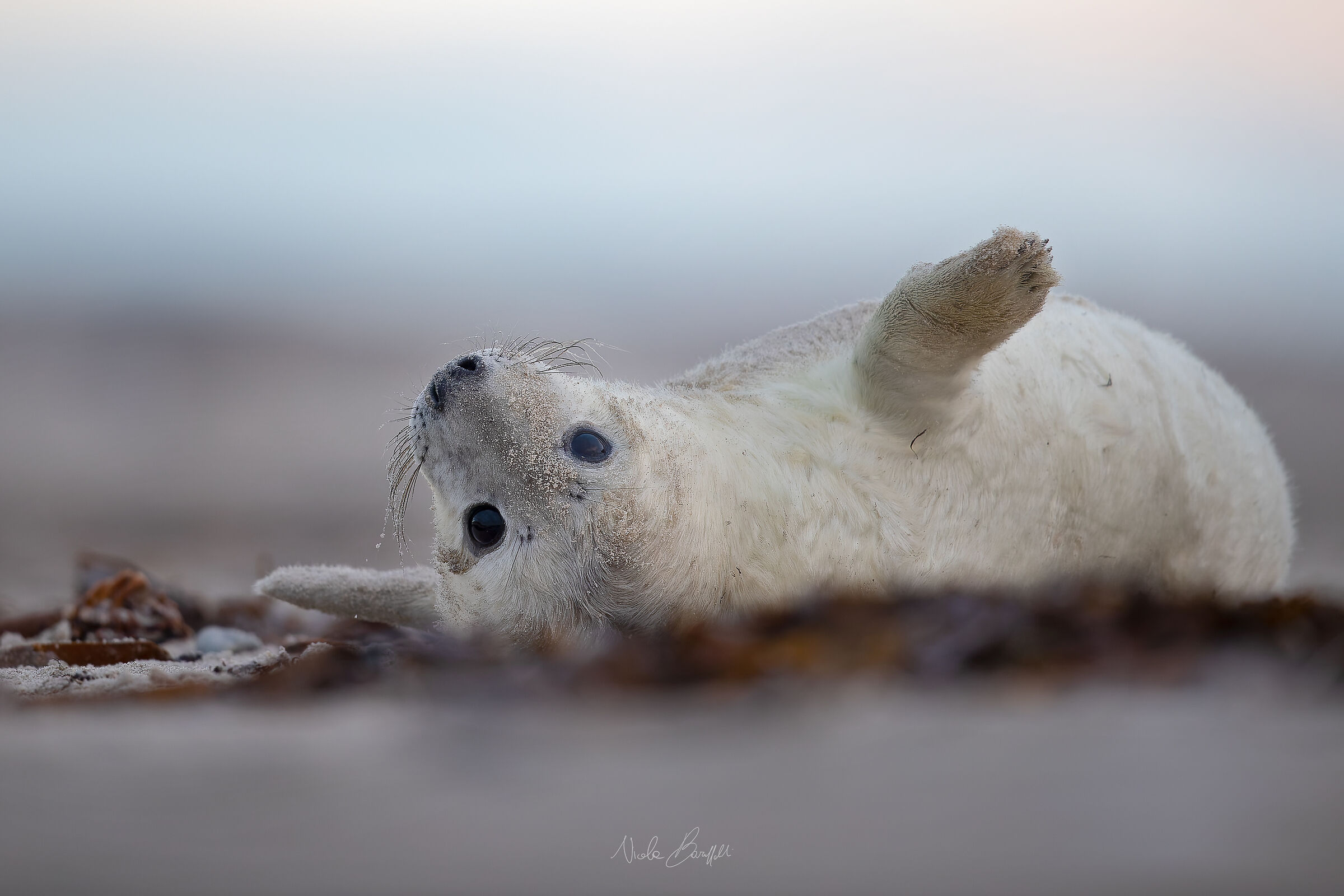 Cucciolo di foca