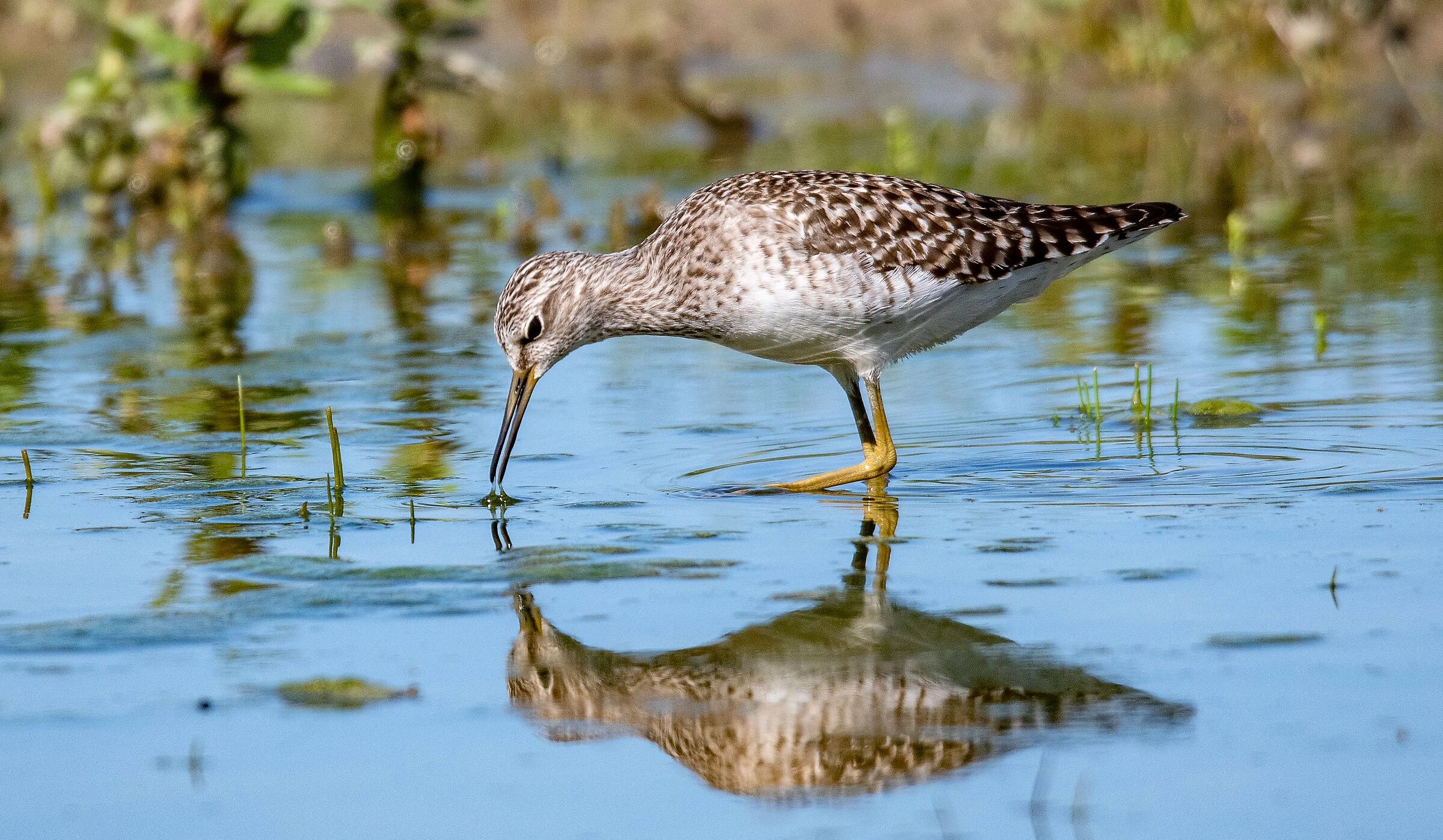 greenshank