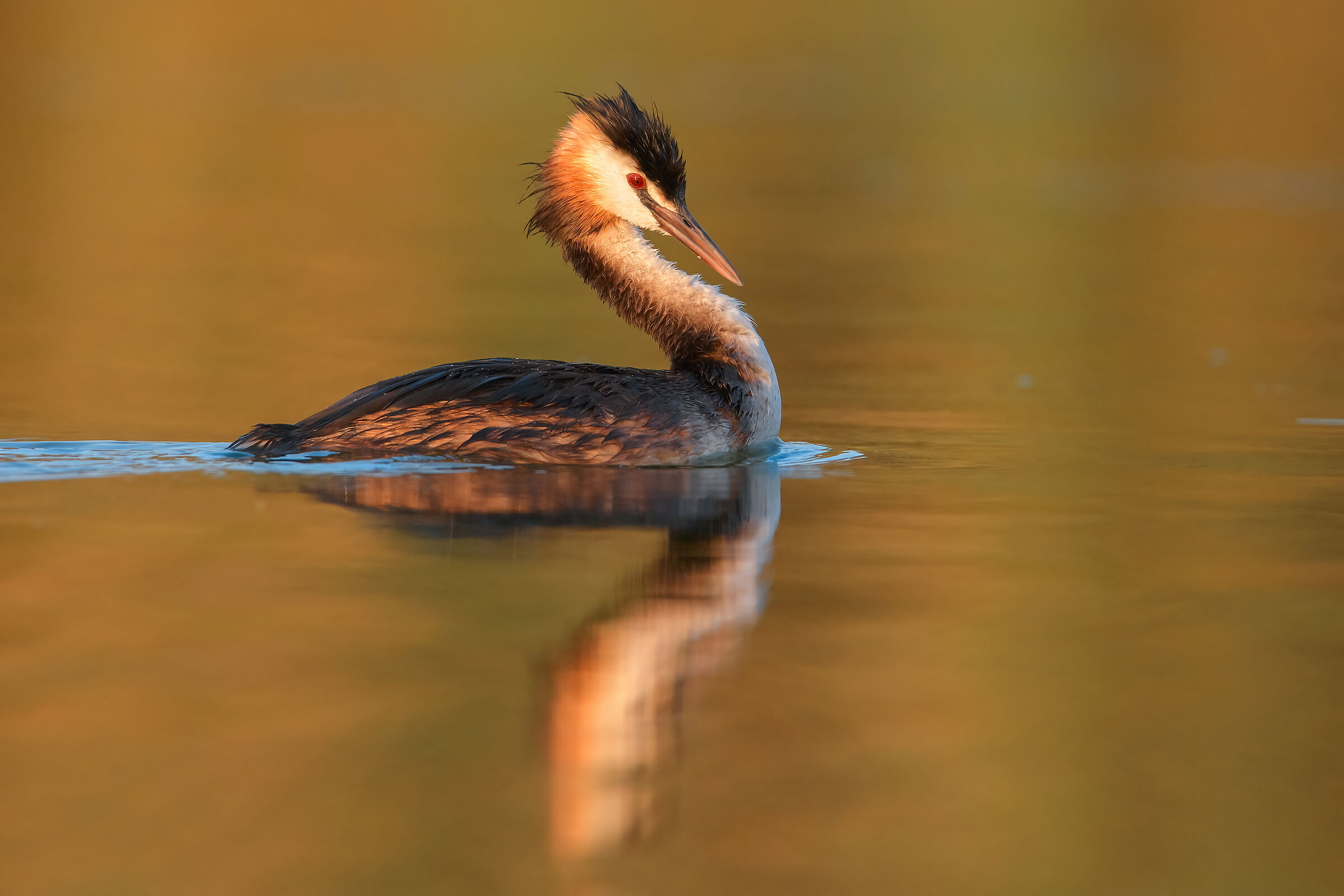 Great crested grebe