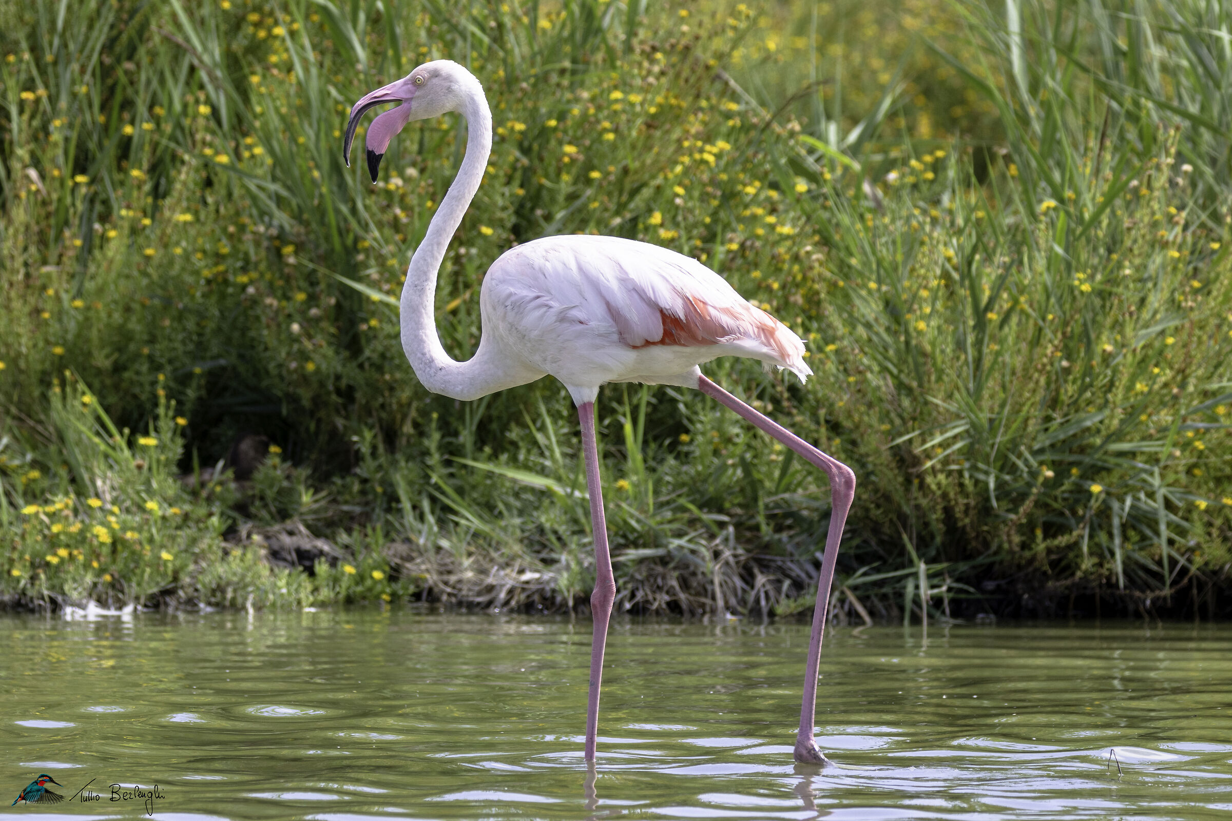 Flamingo