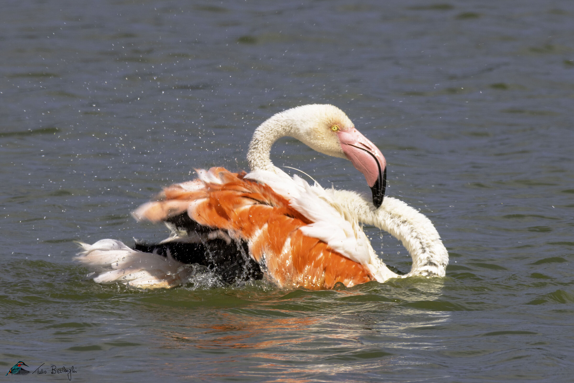 Flamingo