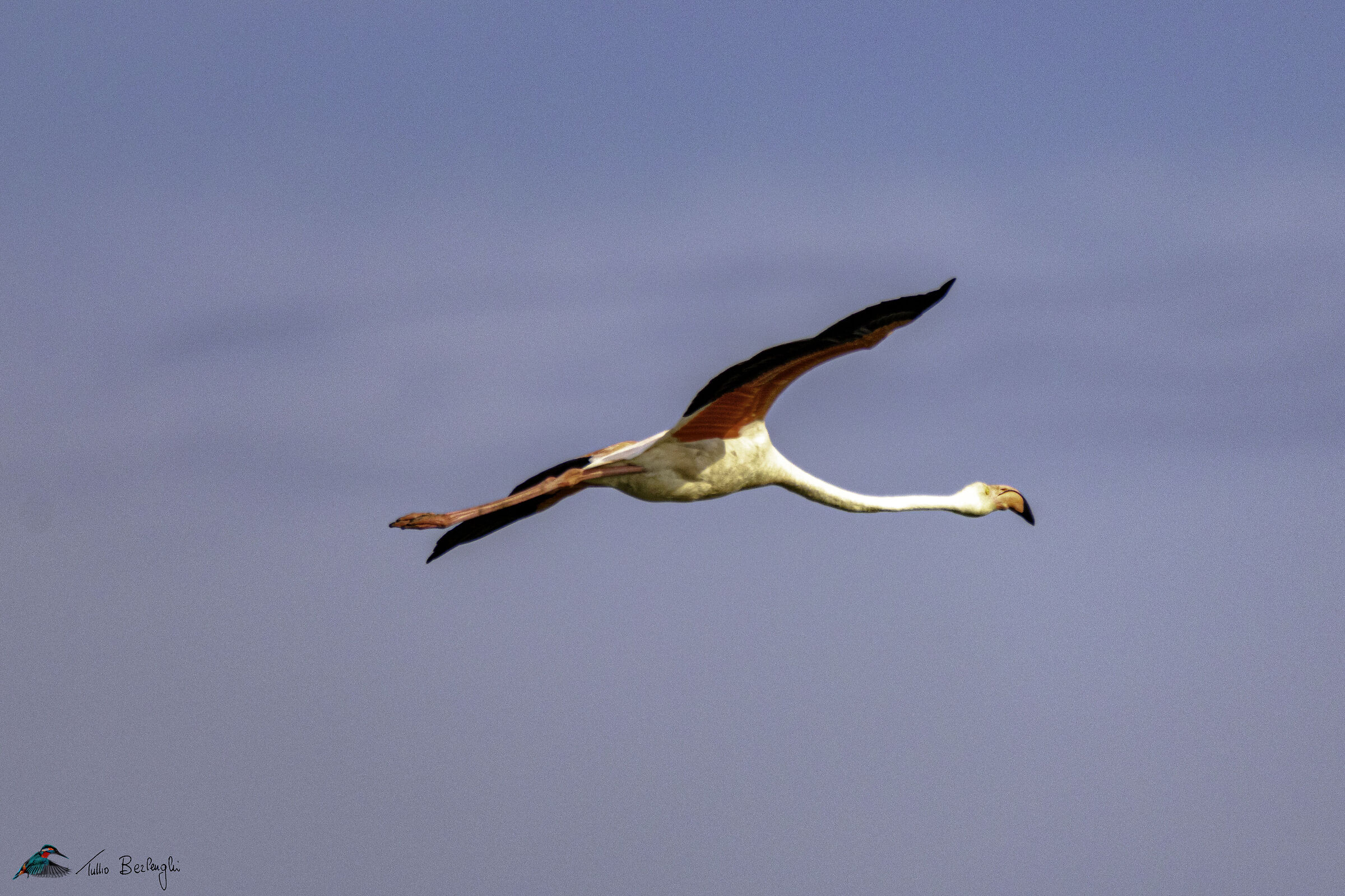 Flamingo in flight