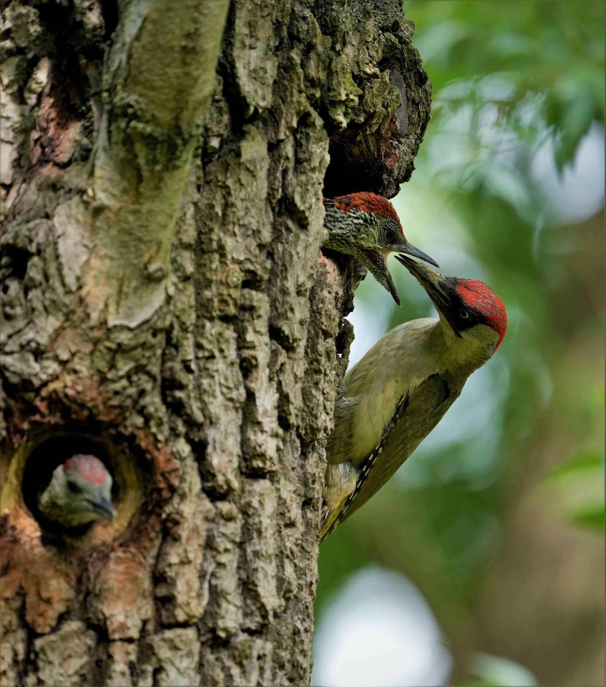 green woodpecker with pullets