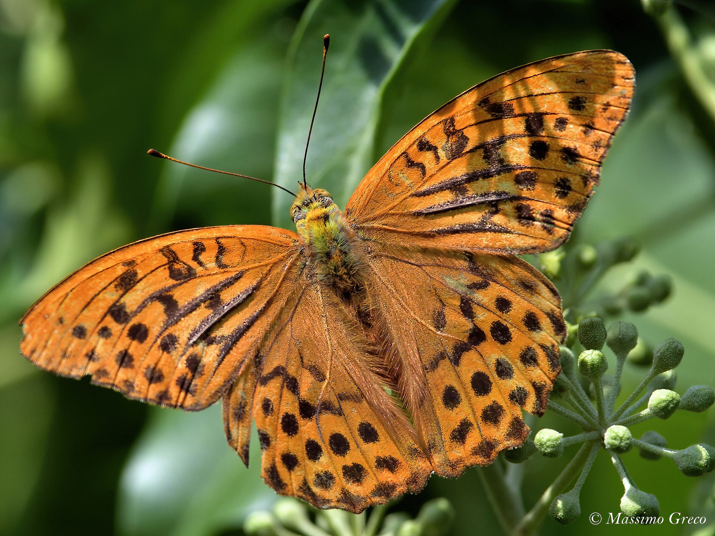 Pafia (Argynnis paphia)