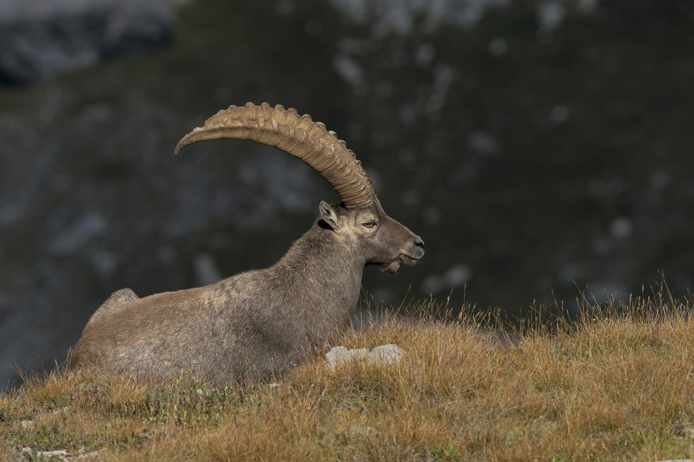 Ibex