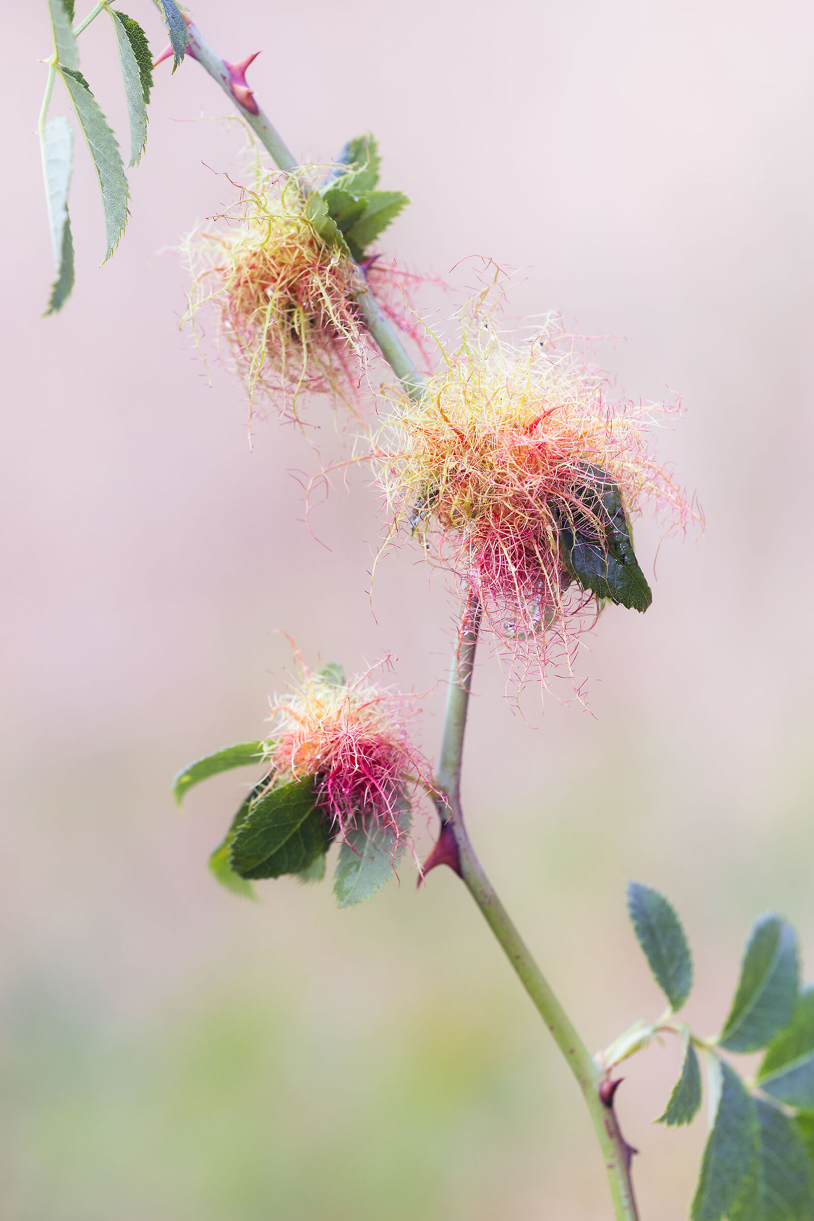 Bramble leaf parasitic plant