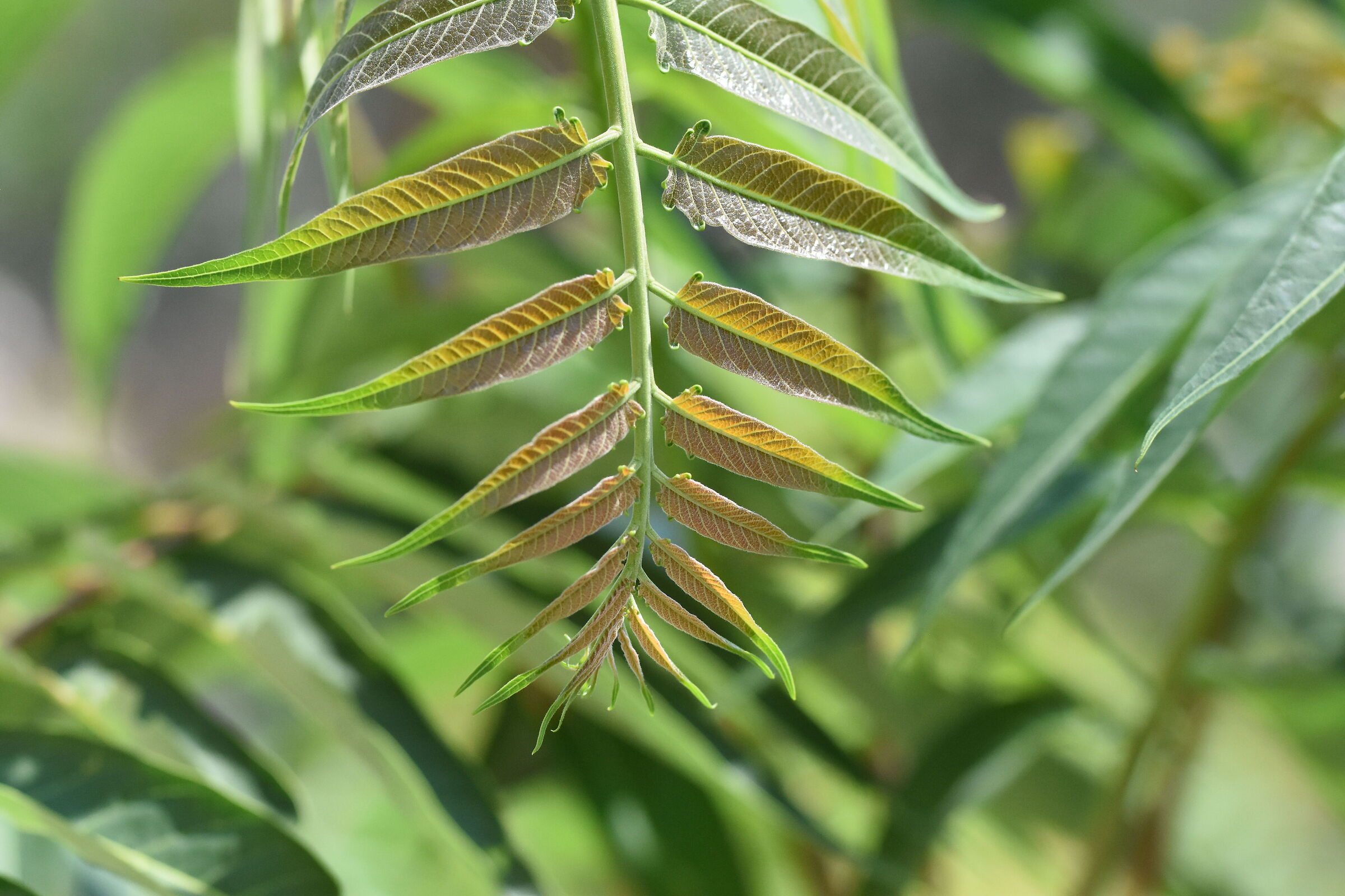 " 1/ 8.0 0 0 ", f.4, ISO 2.0 0 0- Sigma 85, 1.4 Ar...
