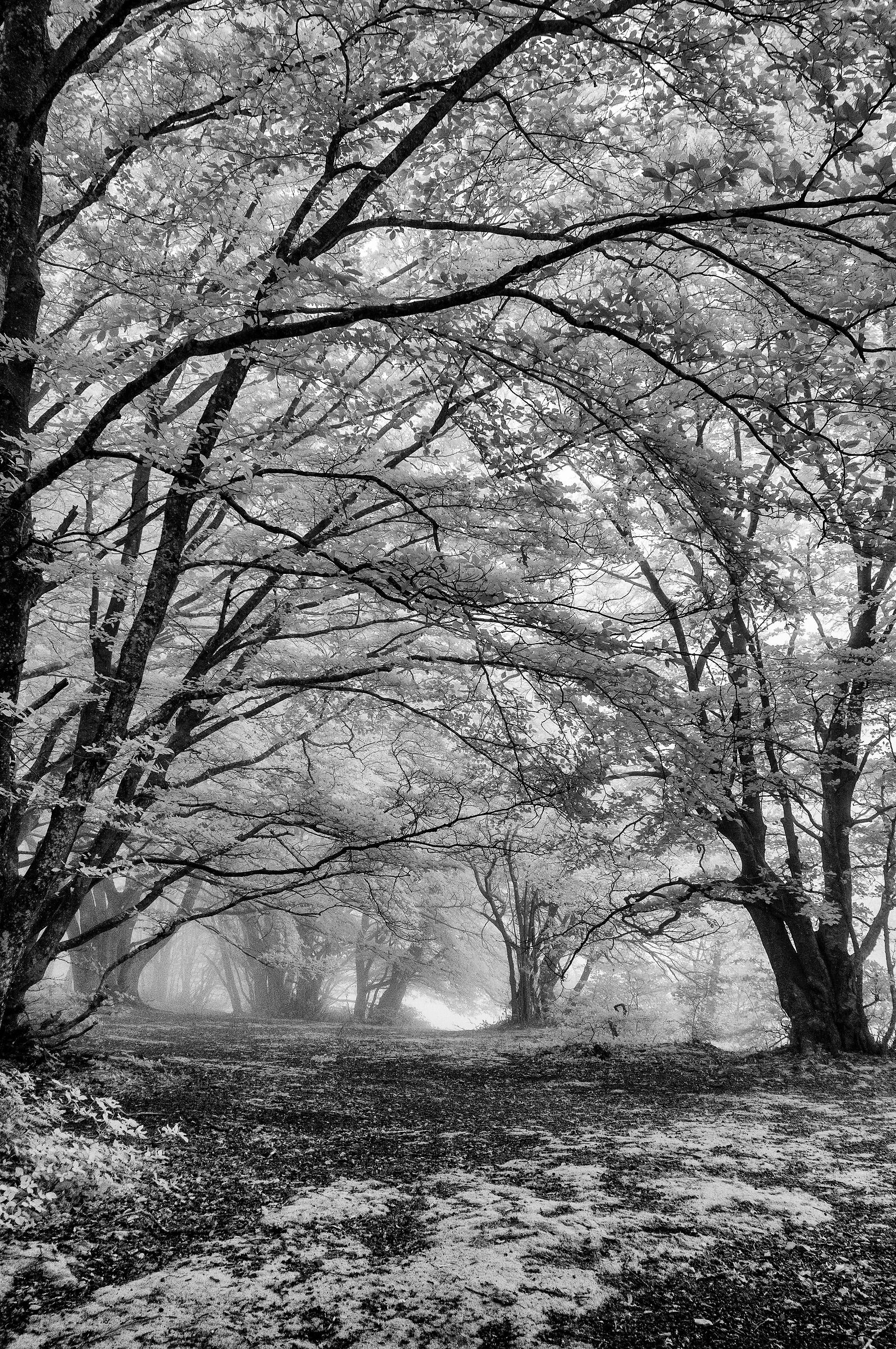 Canfaito beech forest (Infrared)