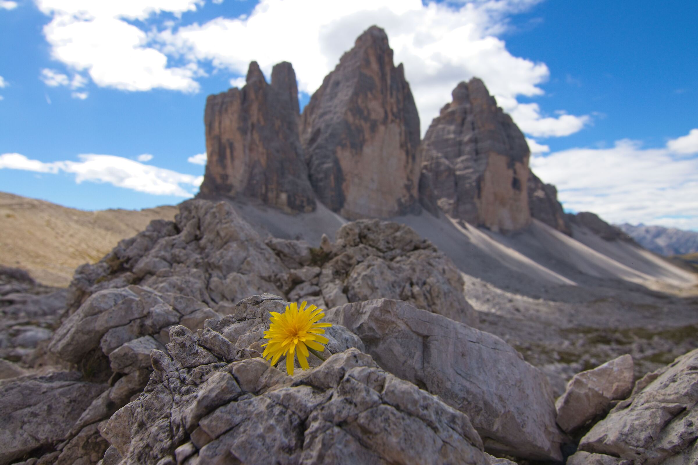 A flower among the peaks