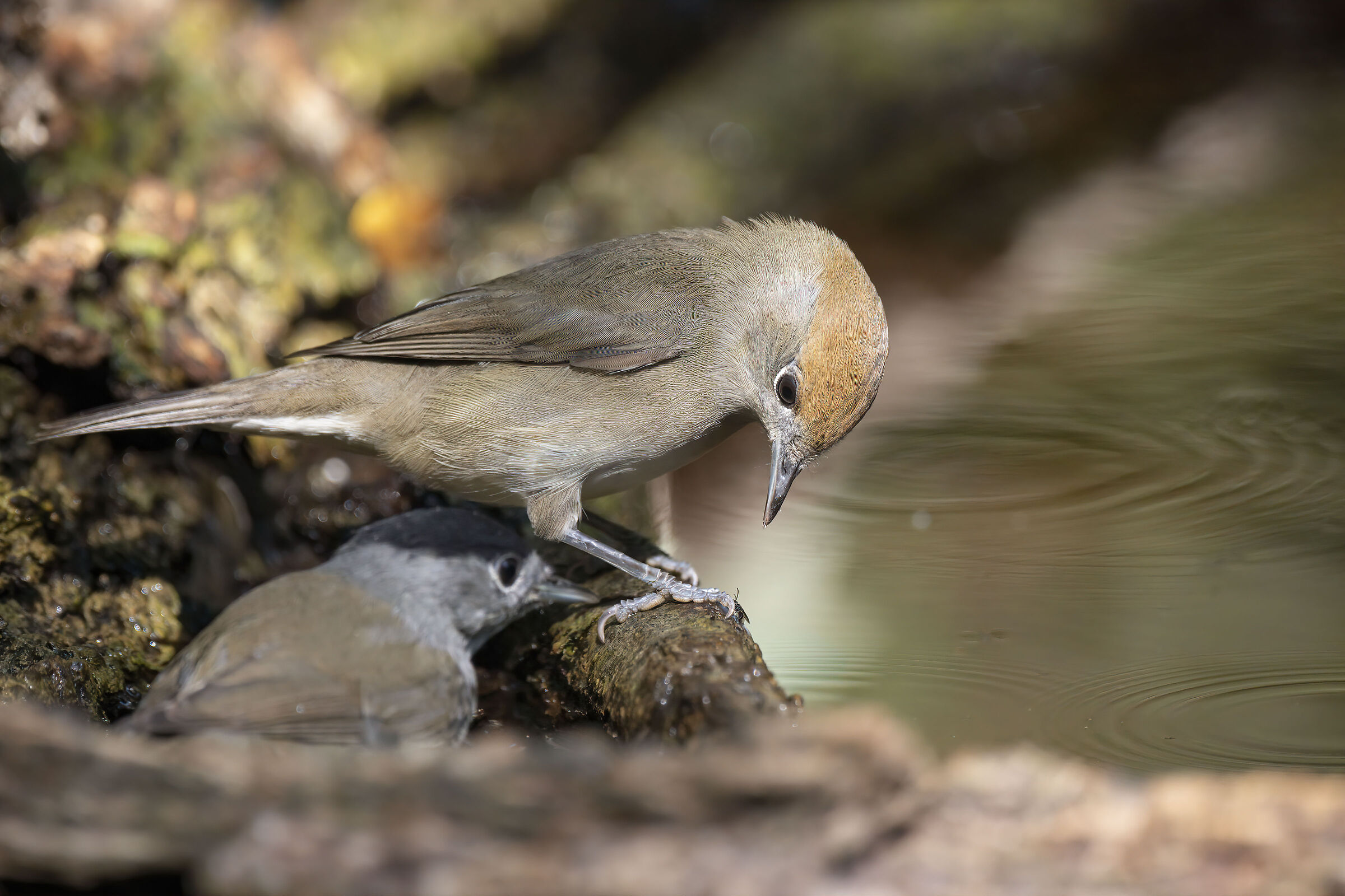 Capinera Vs Piccolo insetto