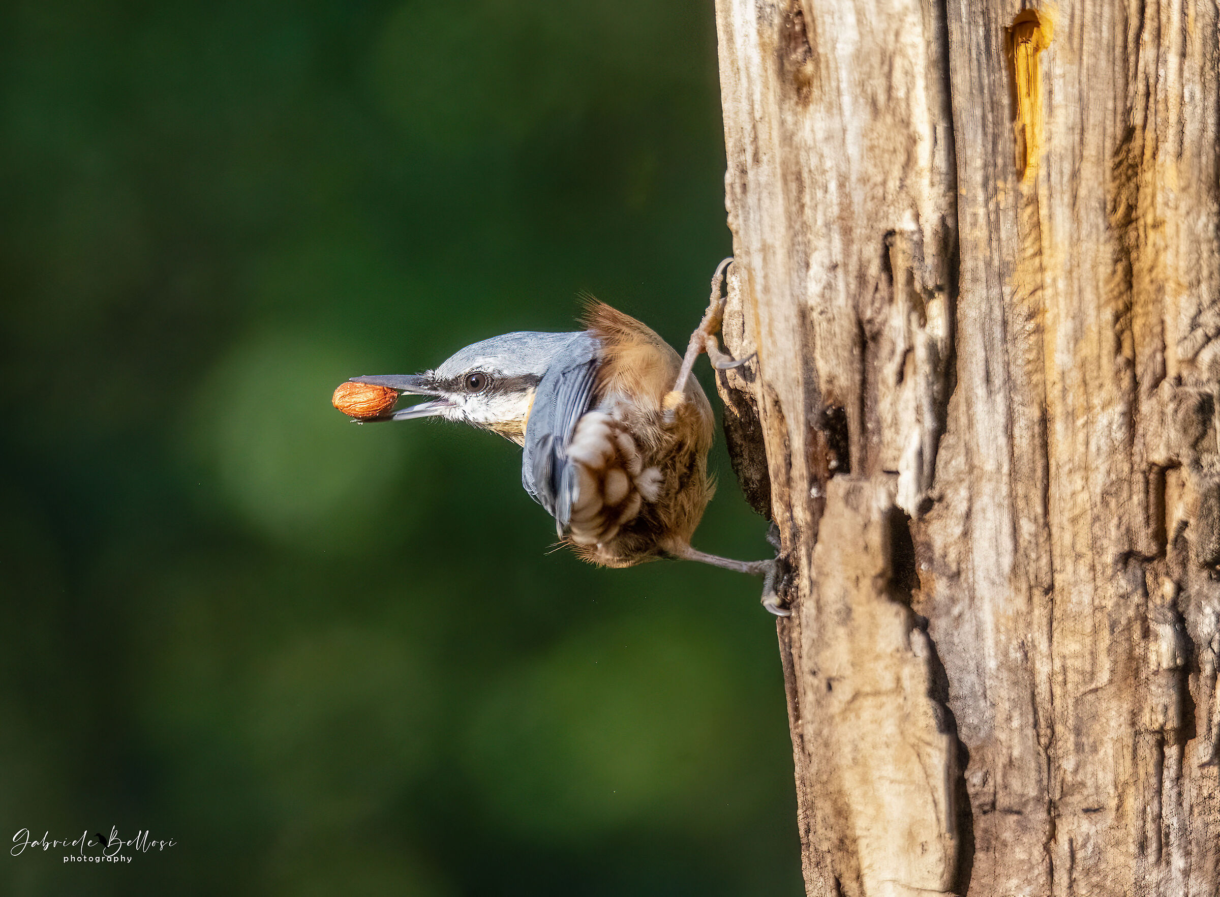 wood nuthatch