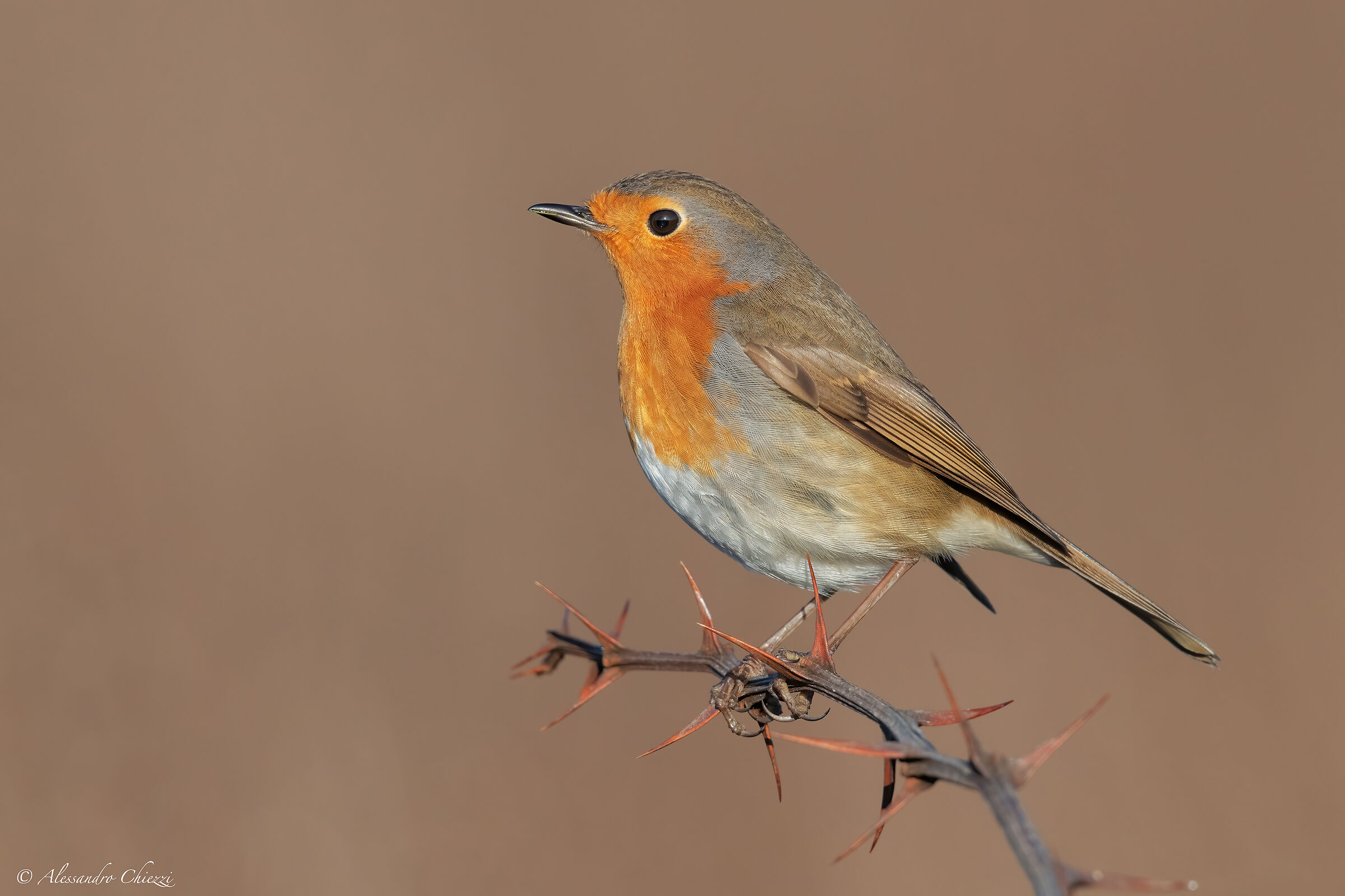 The thorns of the Great