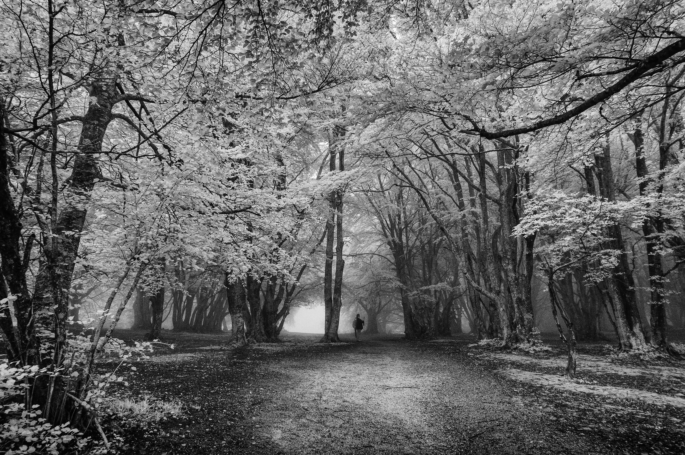 Canfaito beech forest (Infrared)