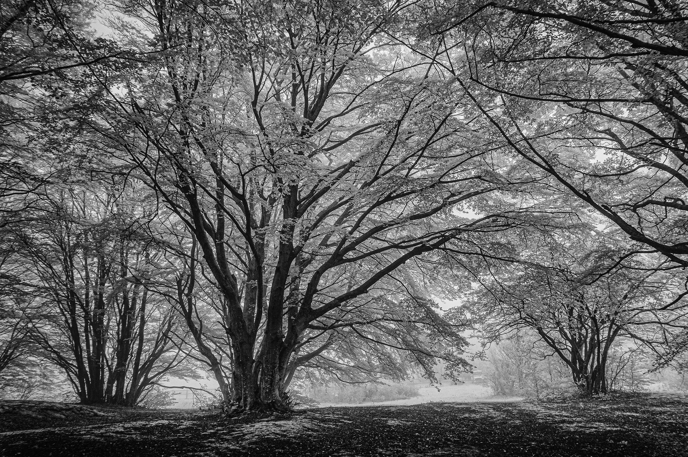 Canfaito beech forest (Infrared)