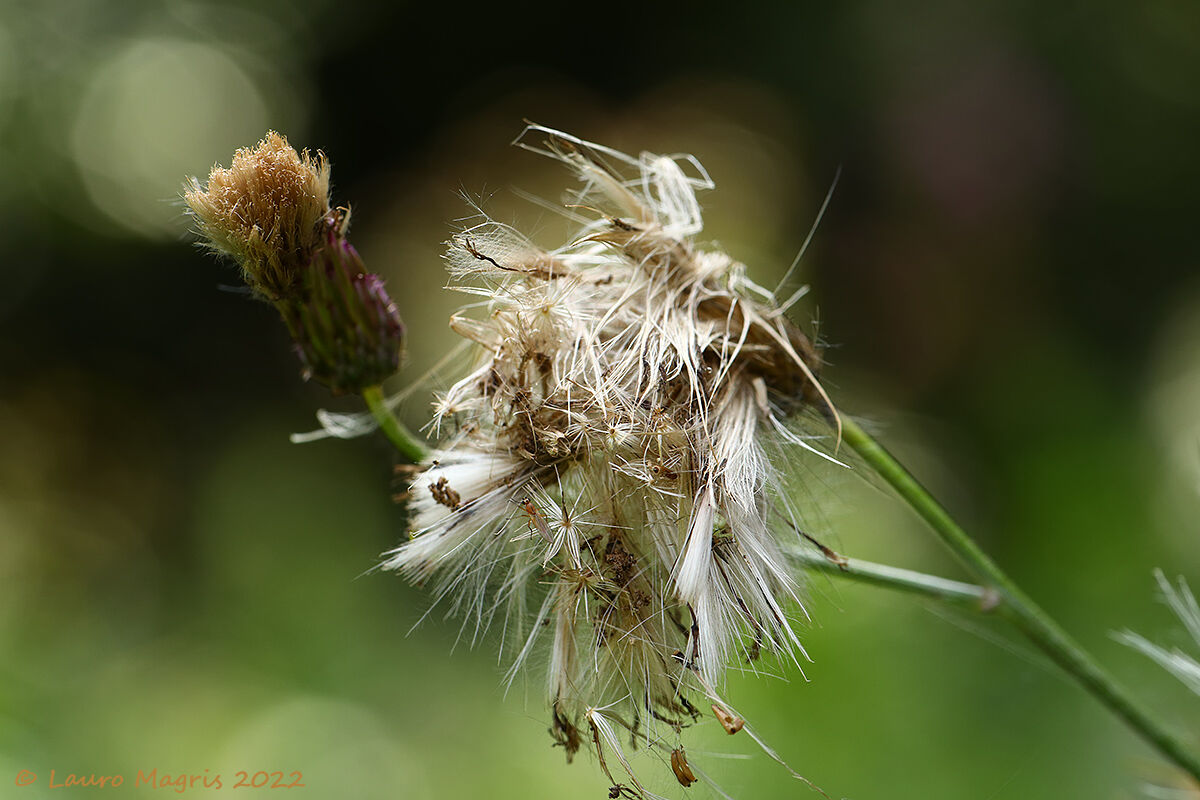 Cardo deflorato/dentellato (Carduus defloratus)