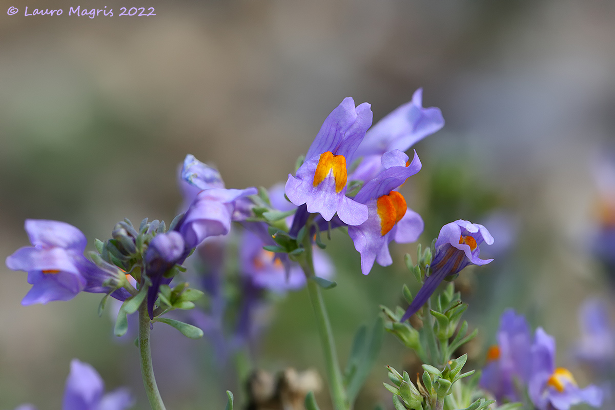 Migratrice dei ghiaioni