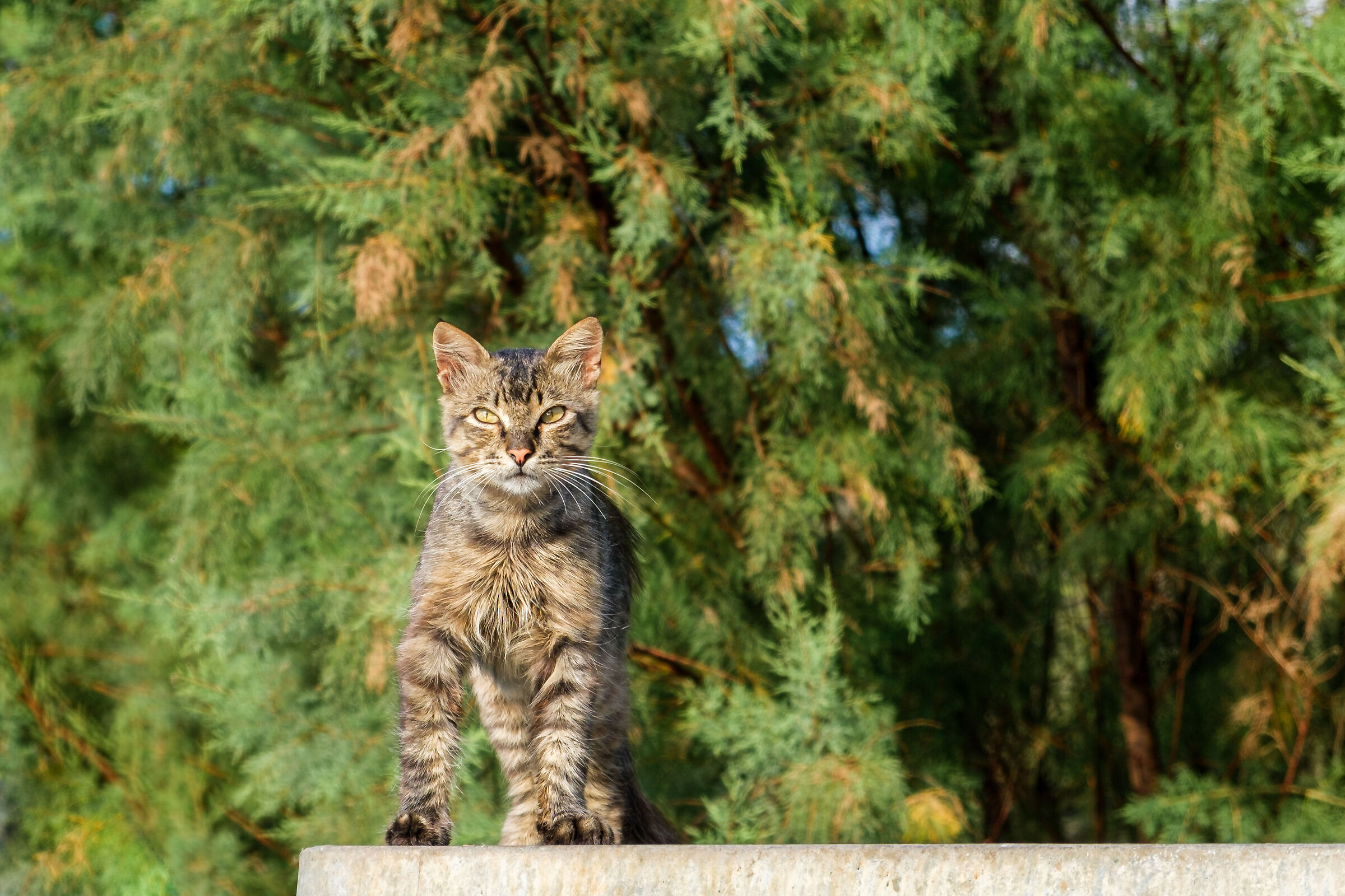 The King of the Forest