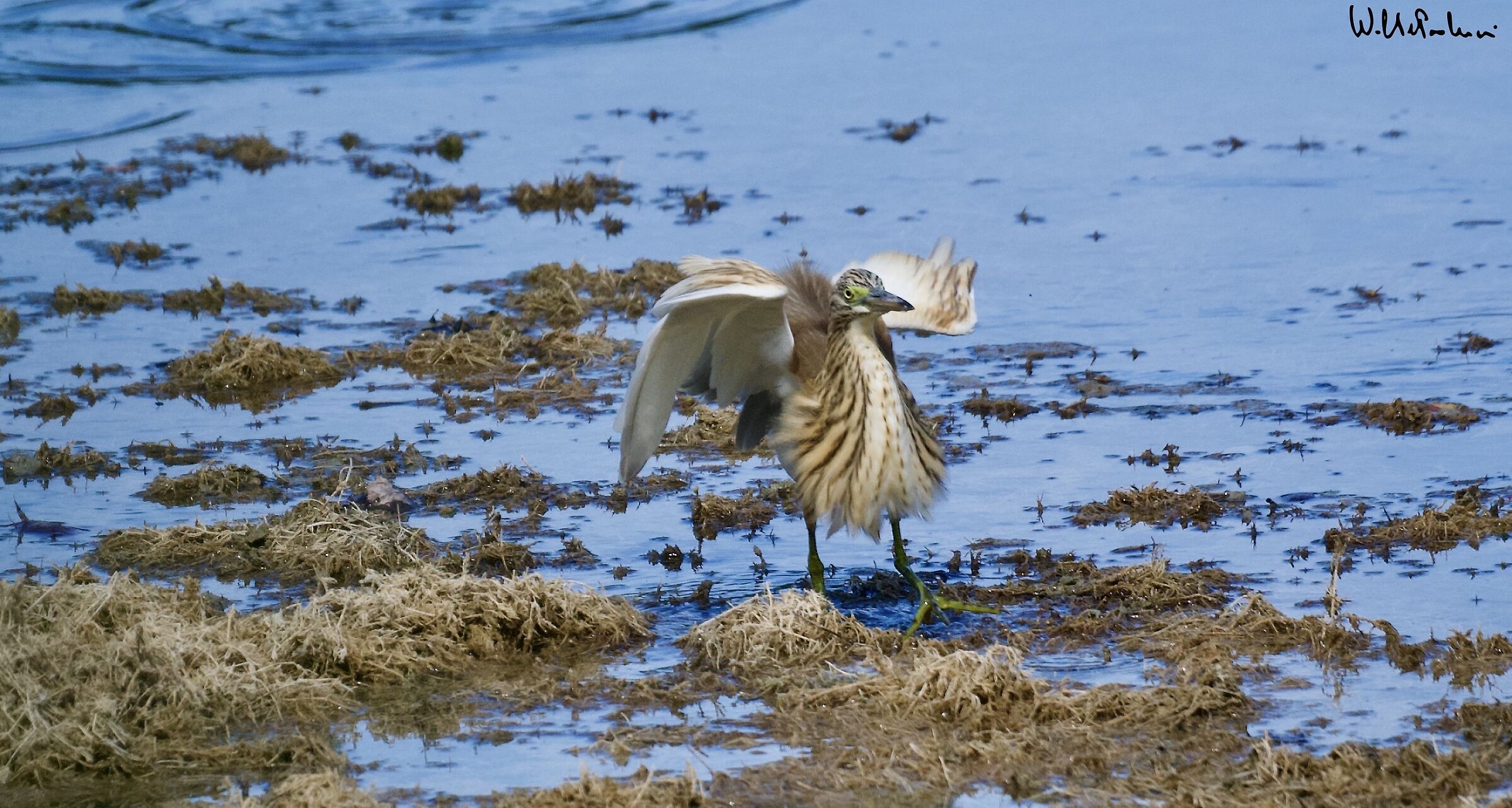 Squacco heron