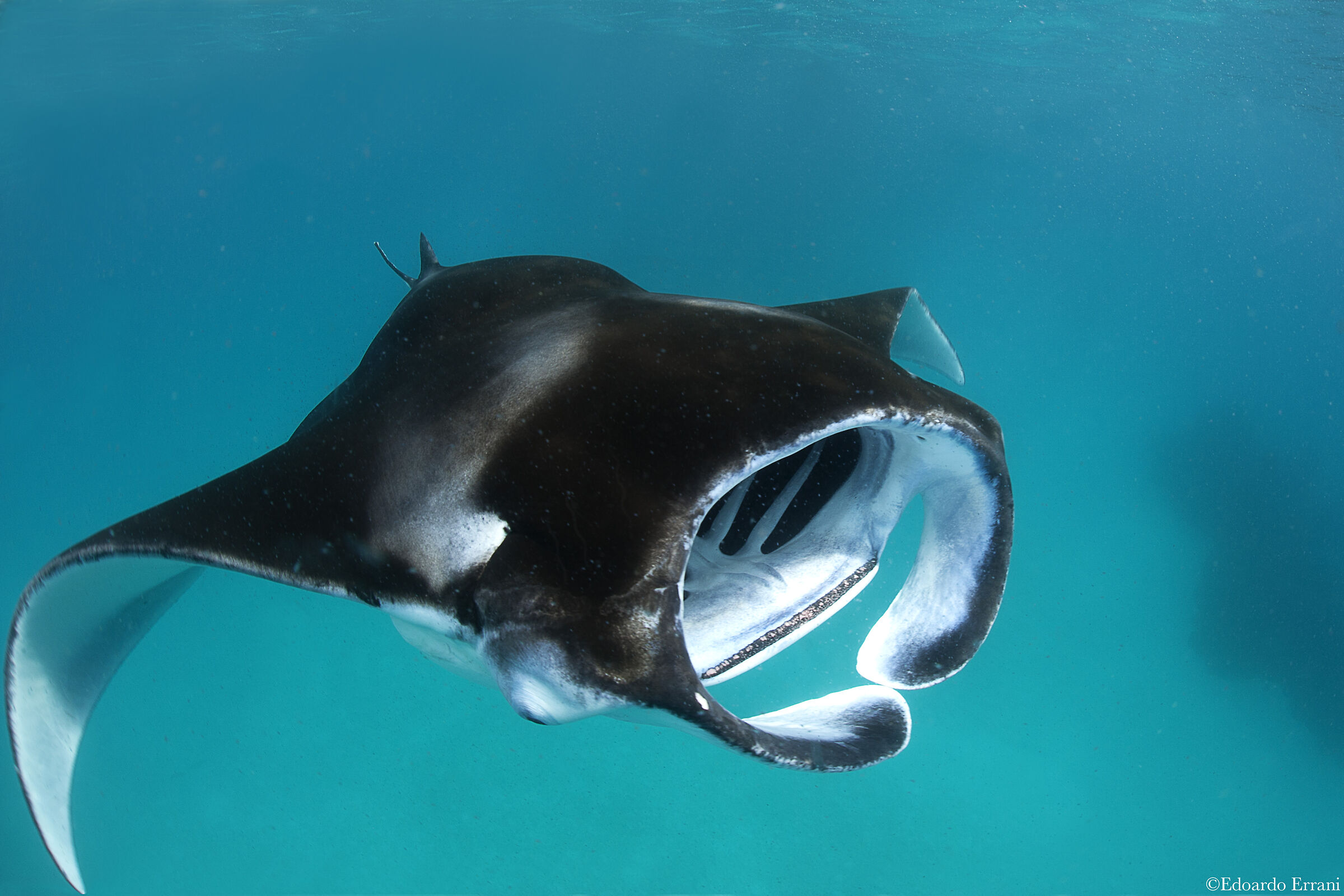 Manta feeding
