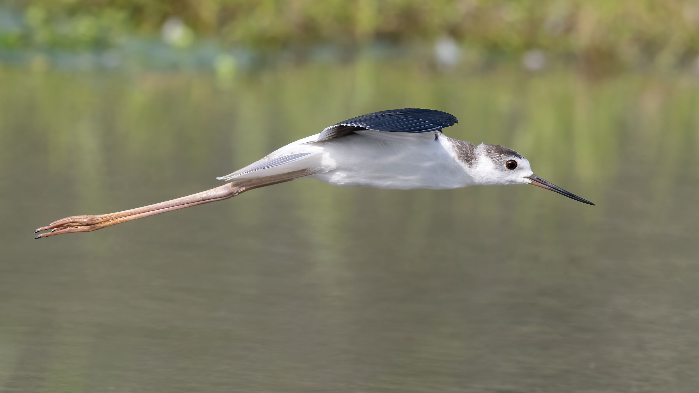 Giovane di Cavaliere d'Italia