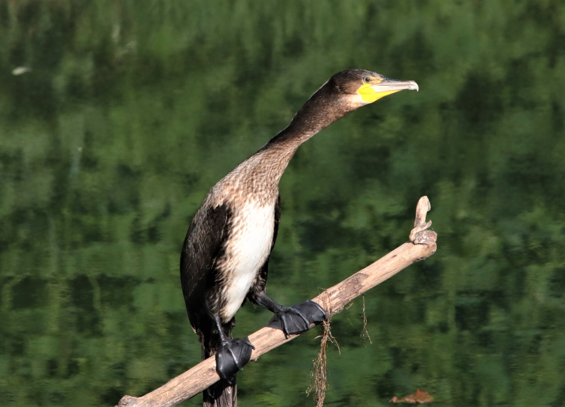 young cormorant