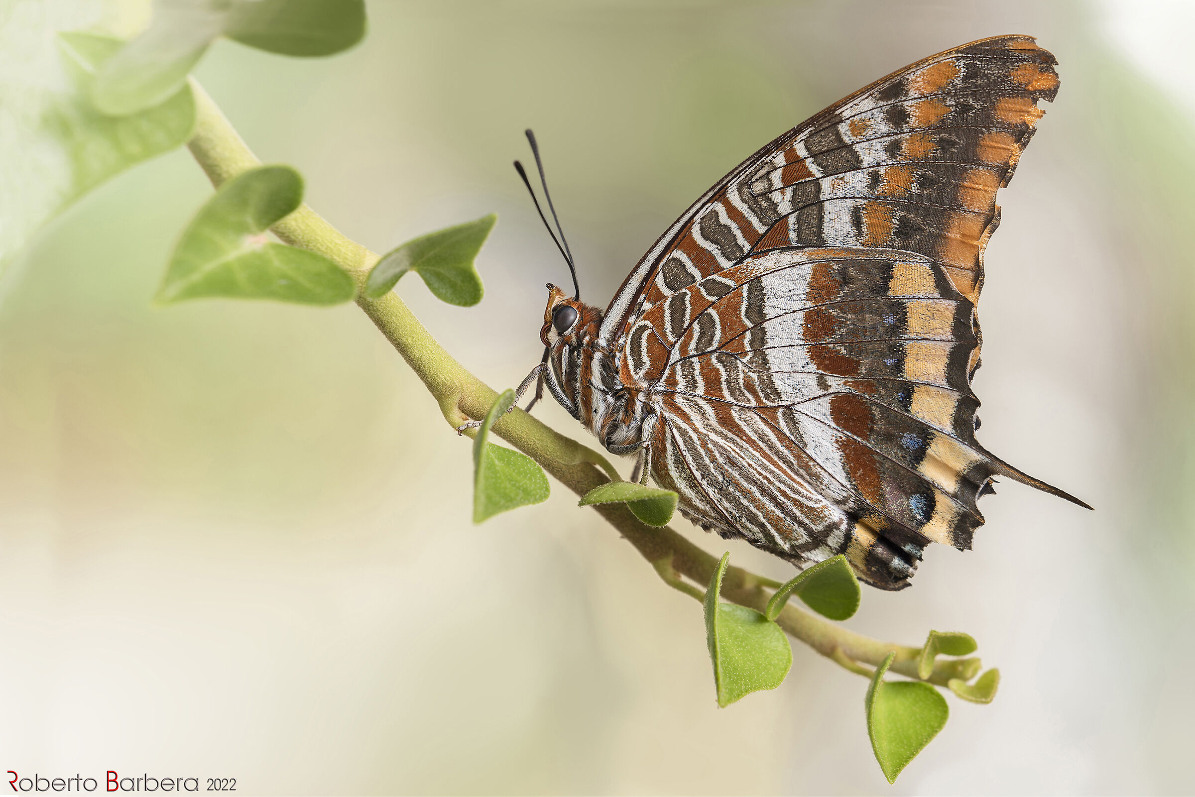 strawberry tree nymph (Charaxes jasius)